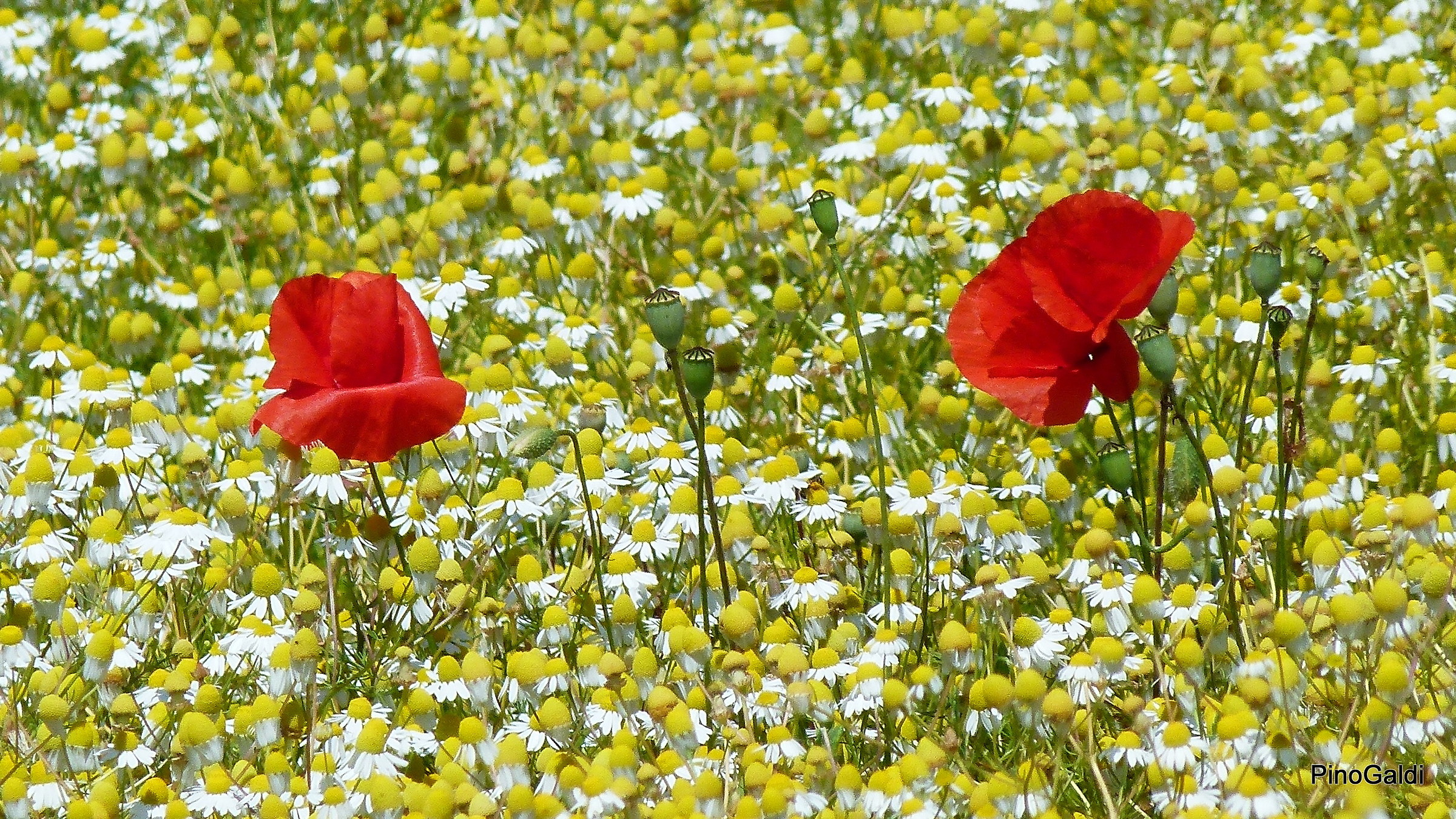 zoom su papaveri in un cmpo di camomilla
