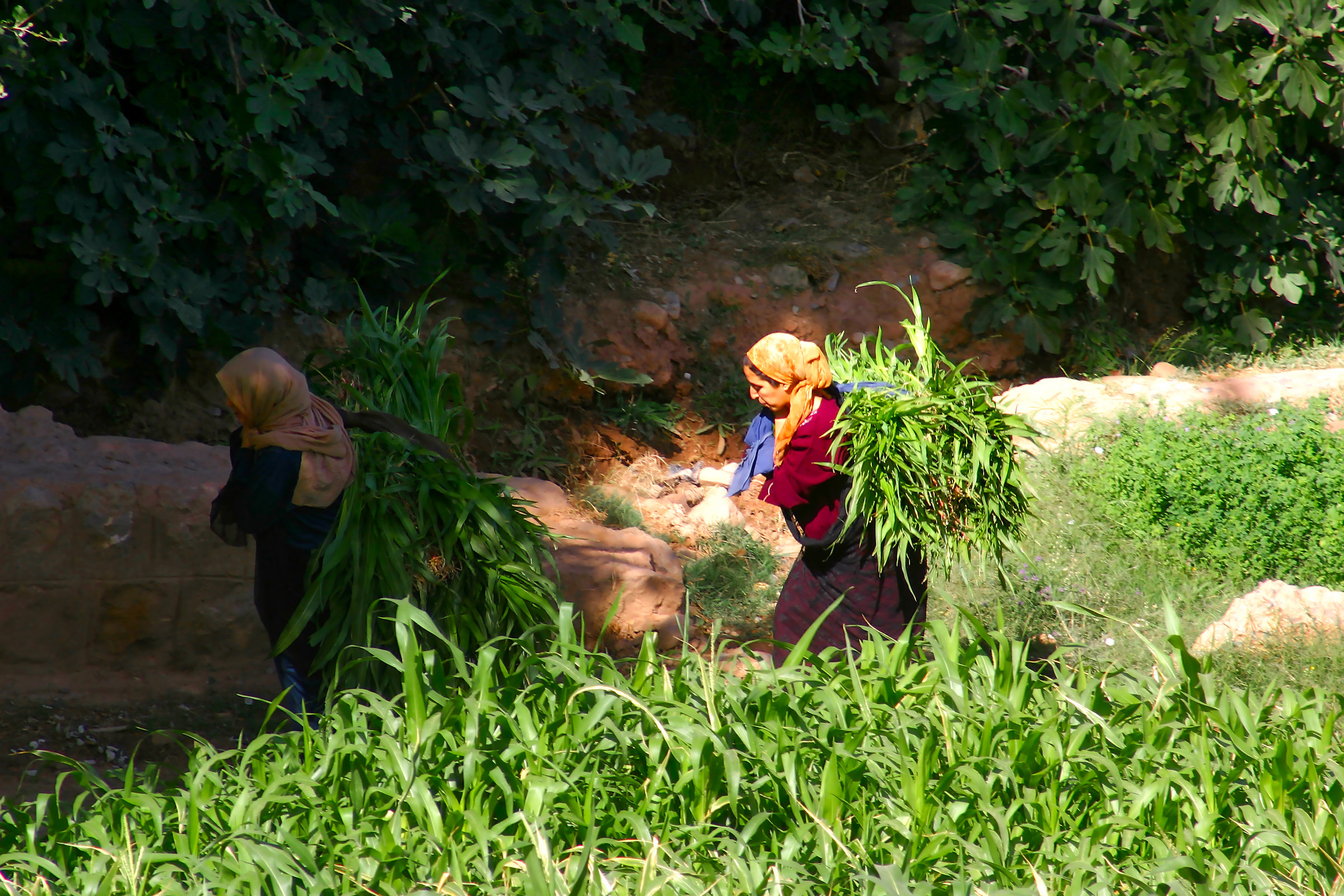 Morocco, middle Atlas, work in the fields
