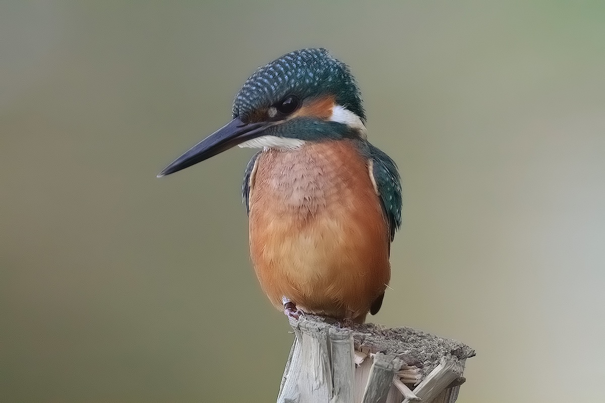 exaggerating with iso kingfisher