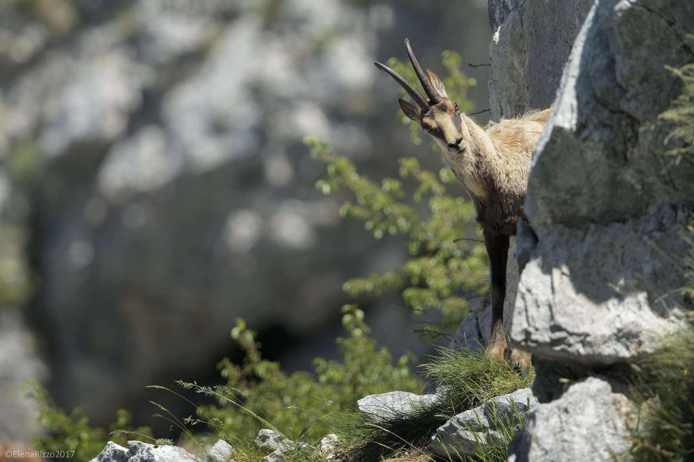 Apennine chamois