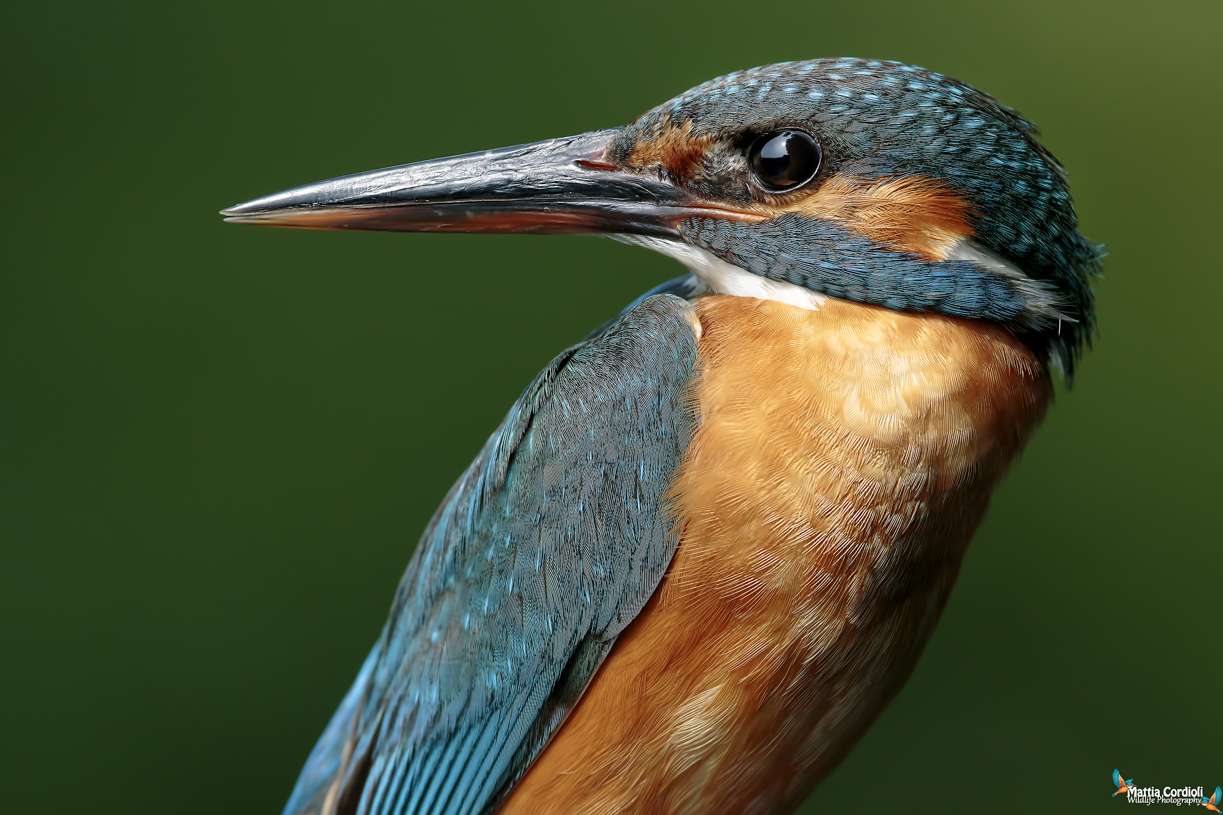 The feathers of the martin