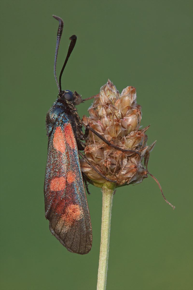 Zygaena