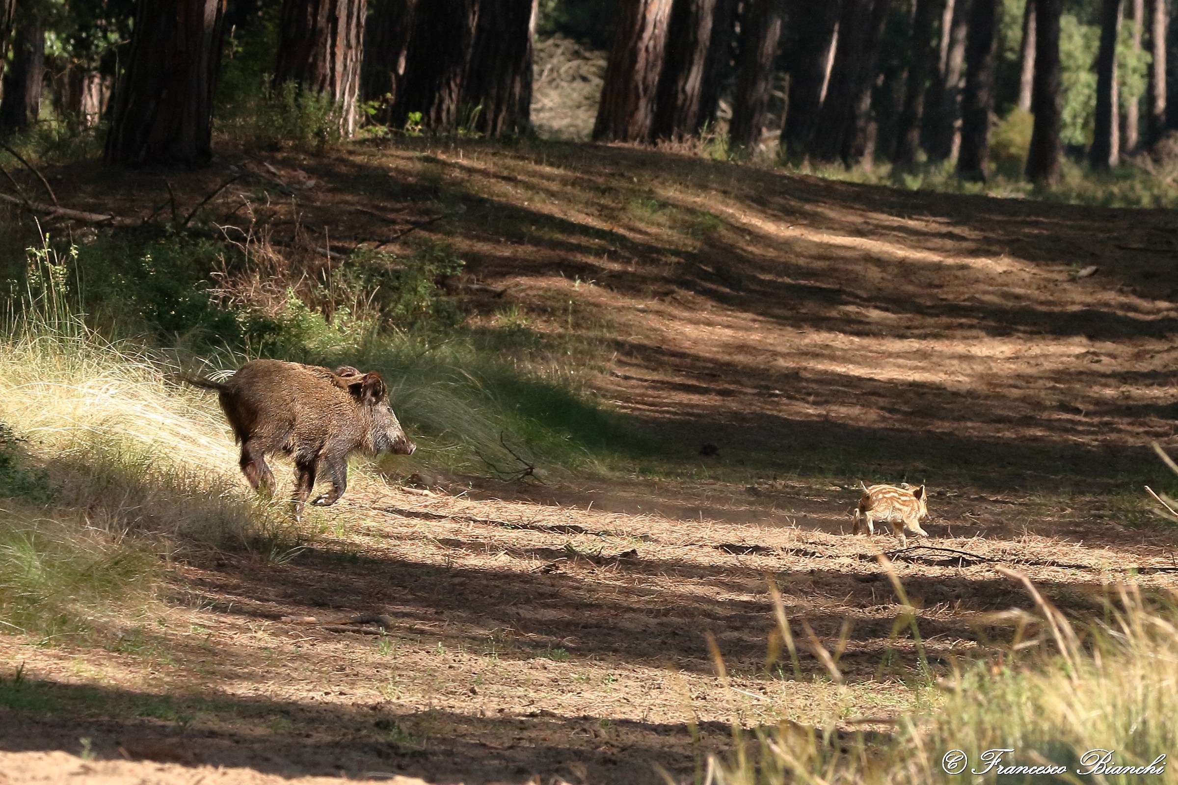 Run that I catch you!