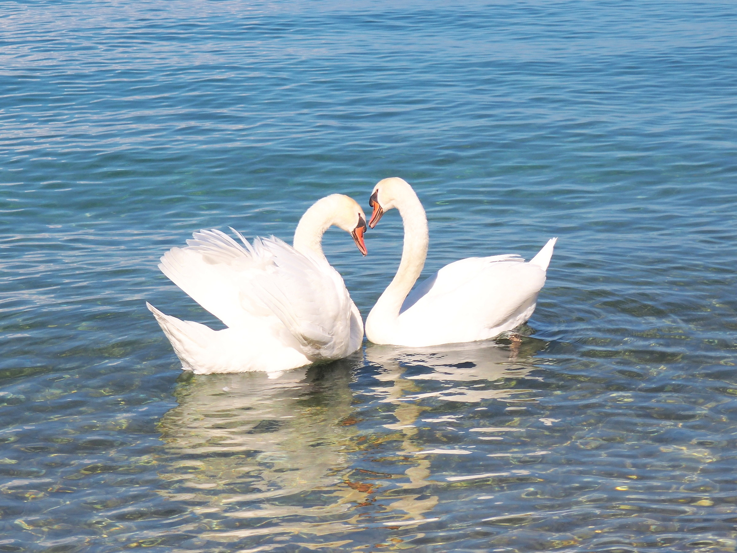 Swans in Desenzano