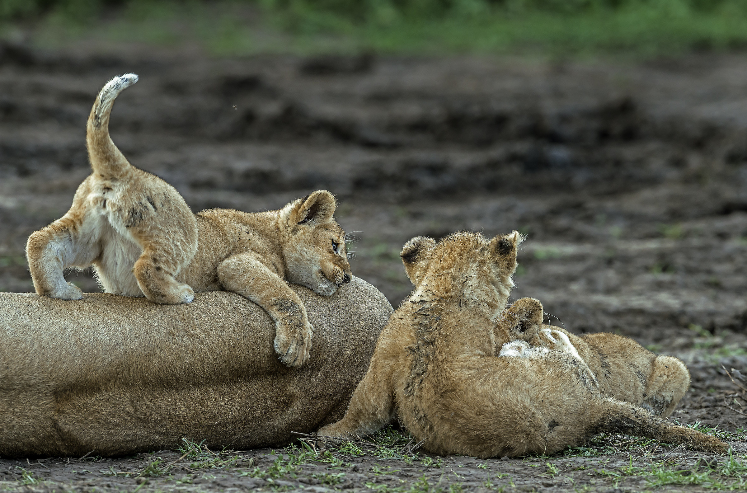 Tanzania 2017 - How well am I ...