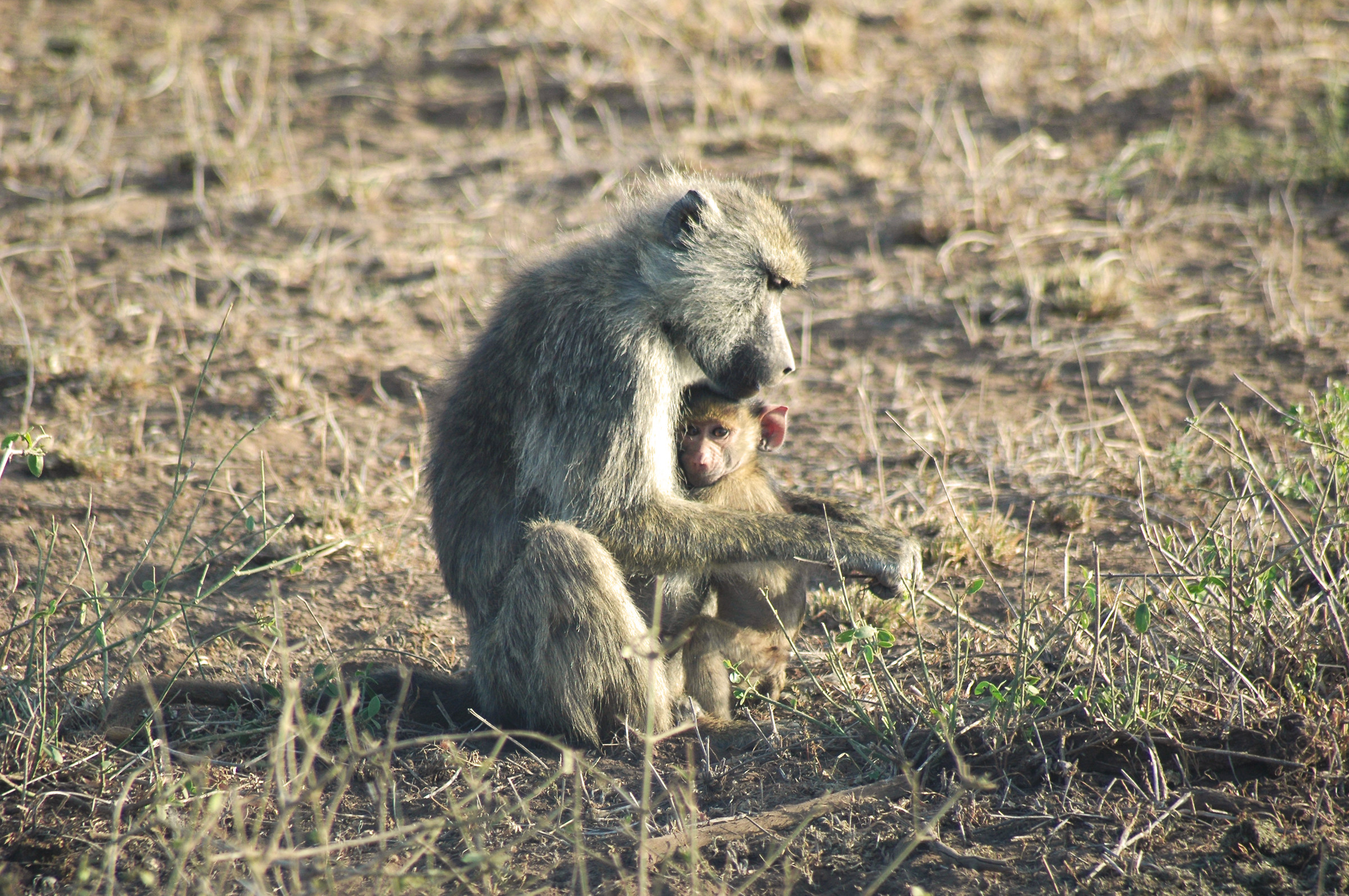Monkey mother and son