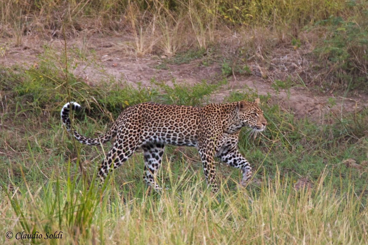 Leopard - South Luangwa NP