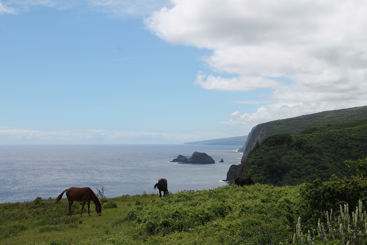 Pololu Valley