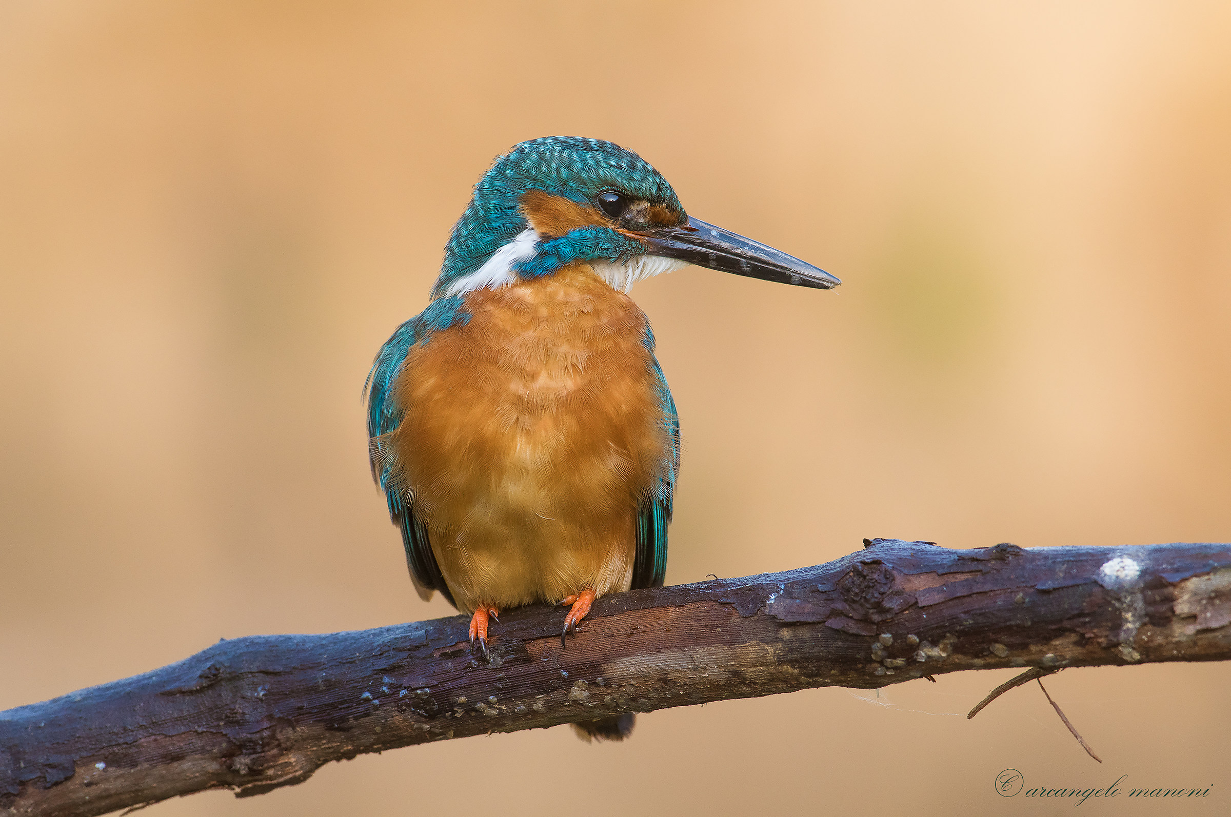 Il mio modello preferito