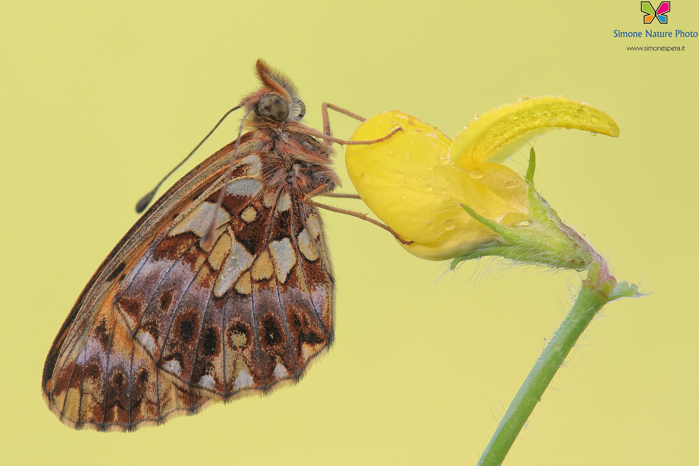 Boloria (Clossiana) slide .....