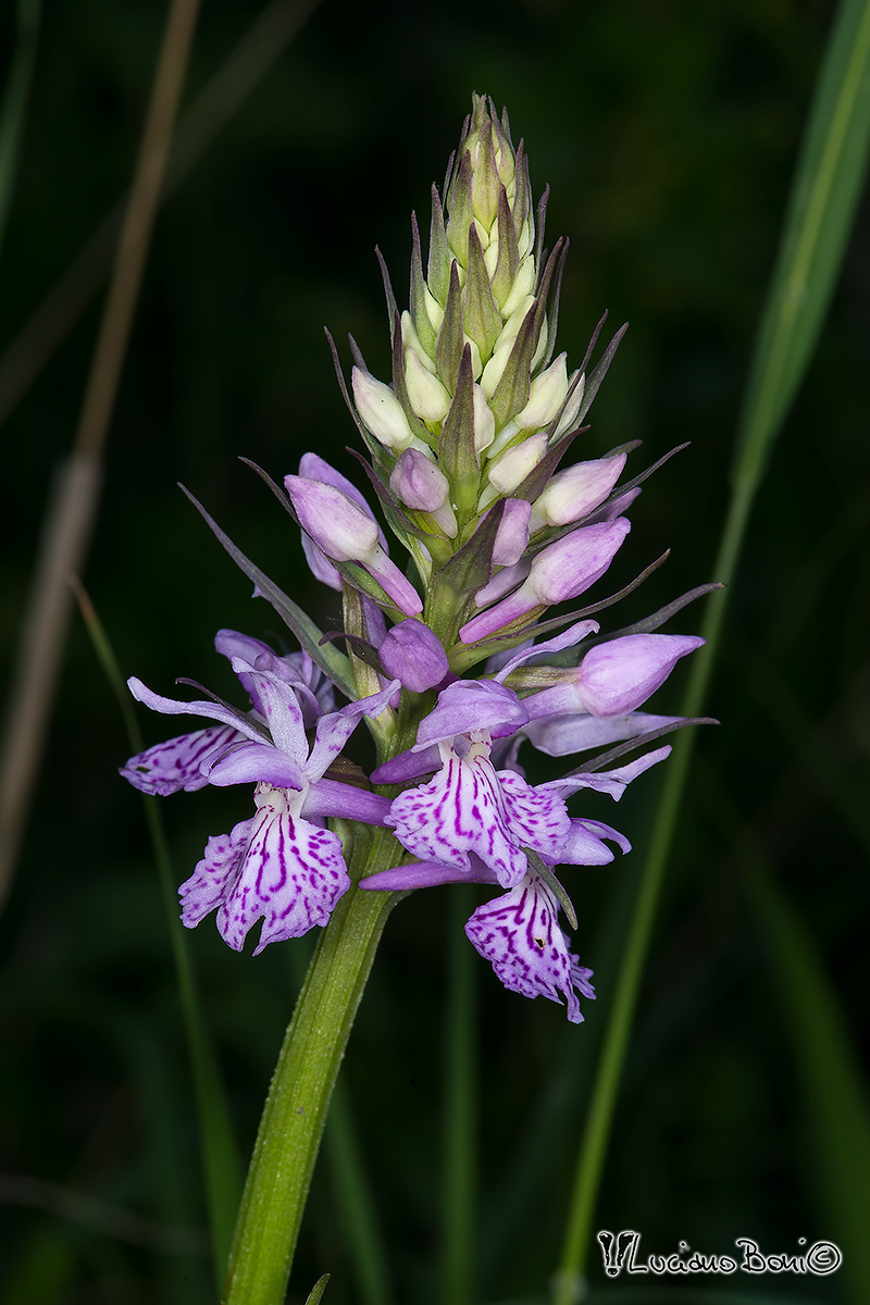 Dactylorhiza maculata