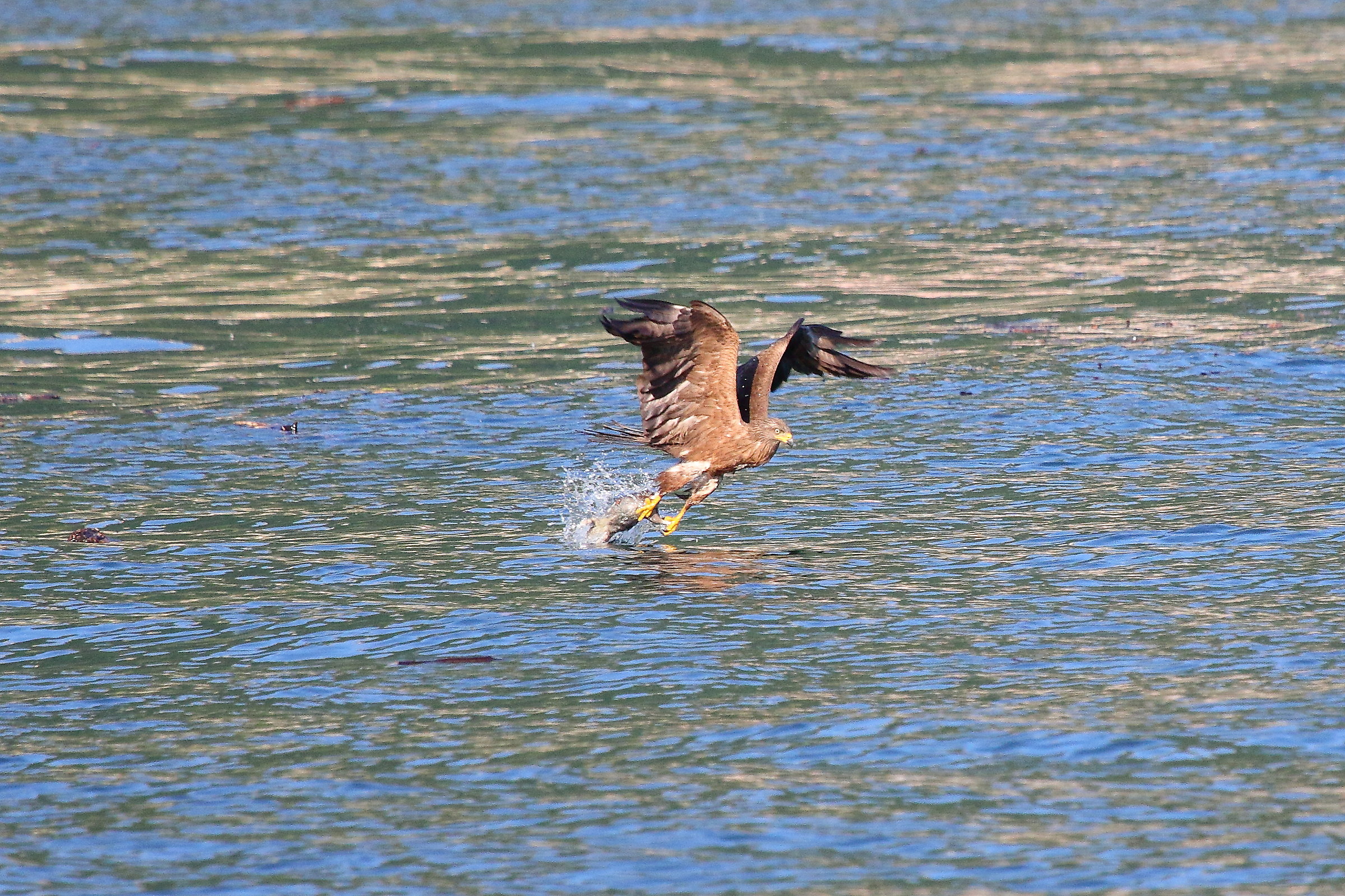 Lake Como - Brown prick at the catch of a mouse !!