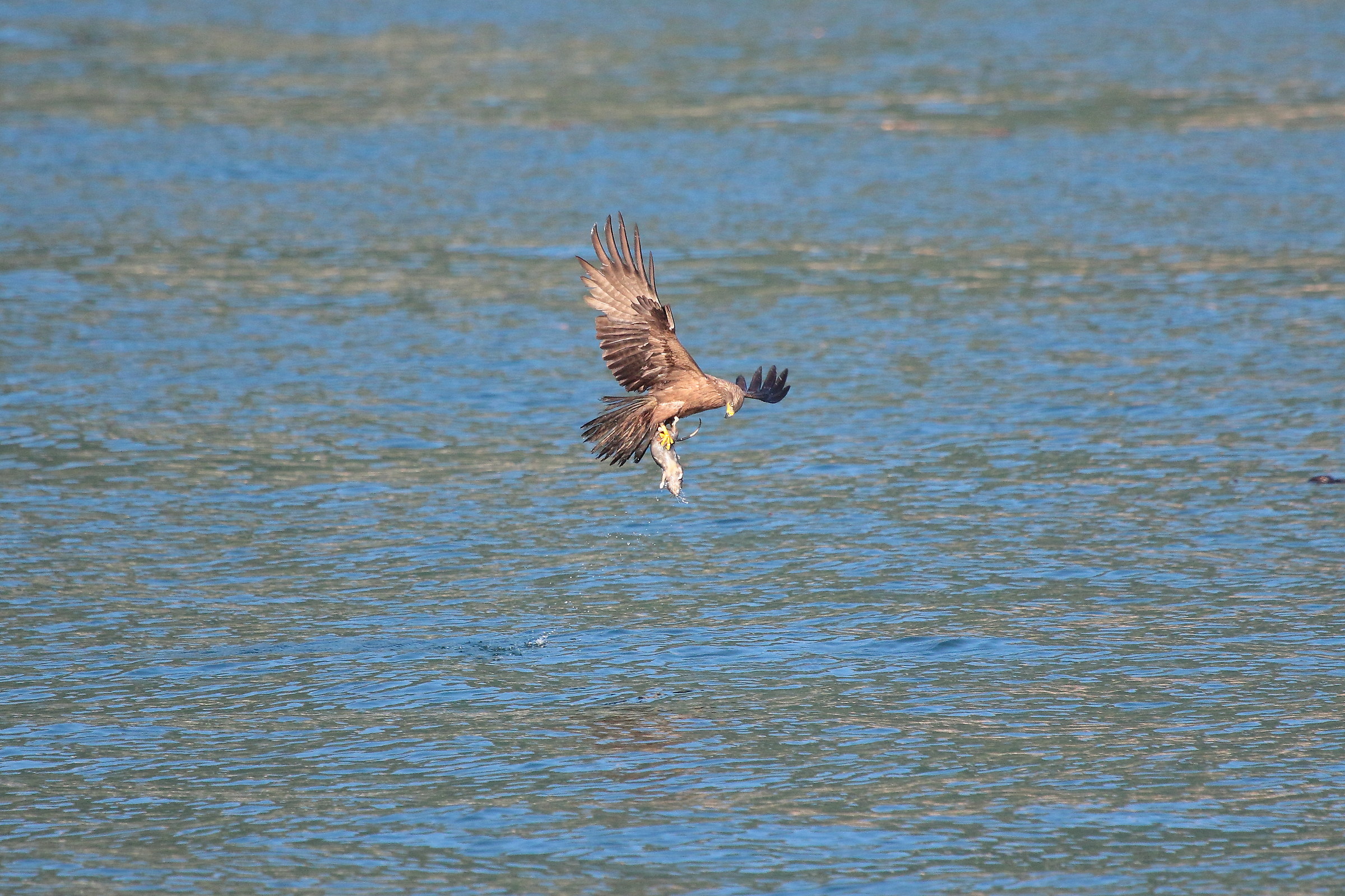 Lake Como - Brown prick at the catch of a mouse !!