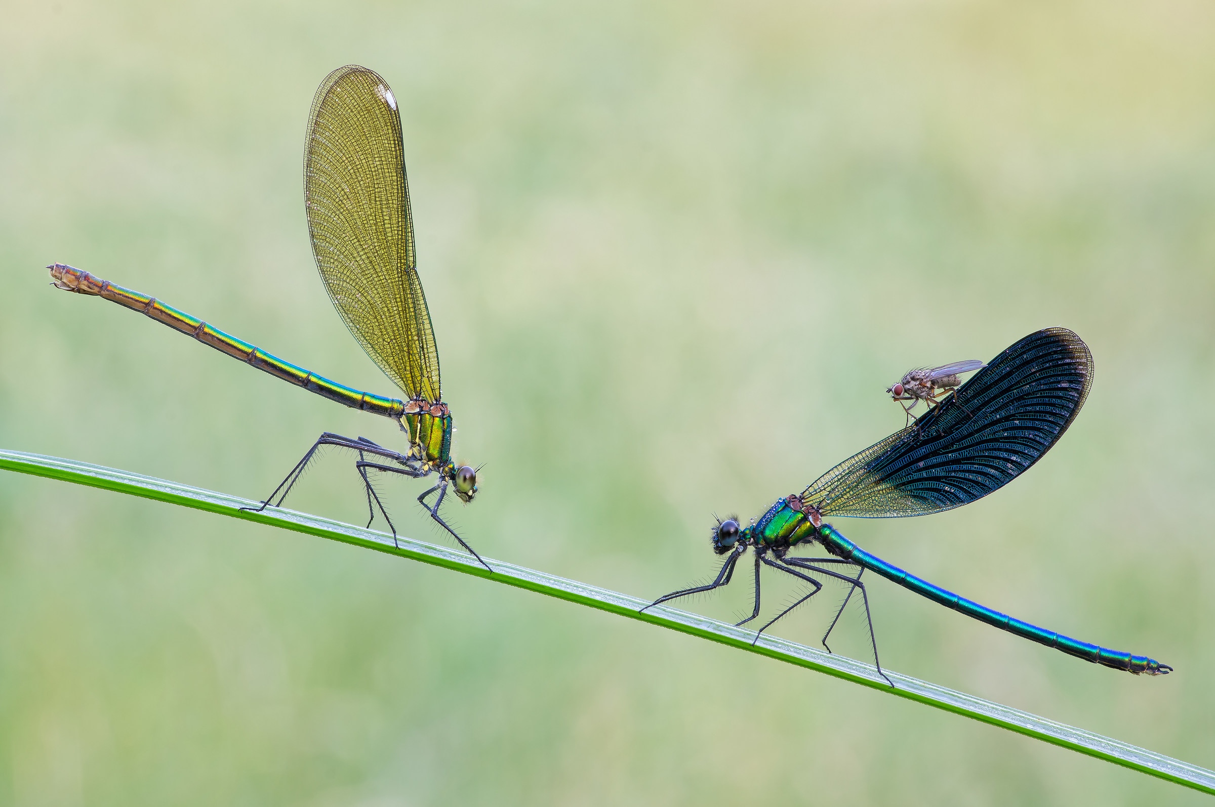 Pair of Calopterix sp. And they will be guest