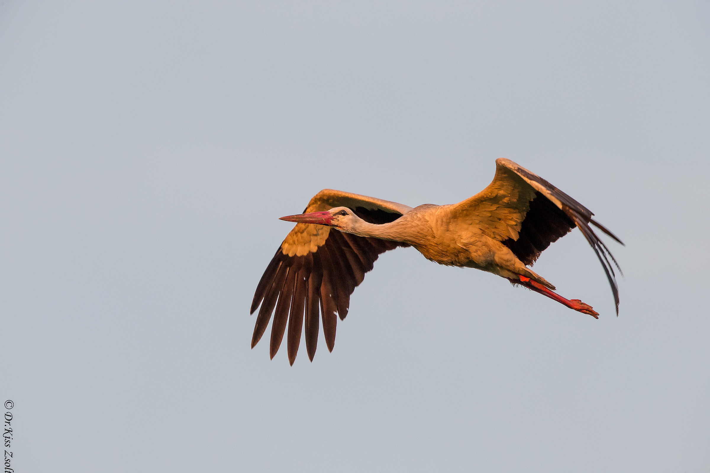 Cicogna bianca nelle luci di tramonto