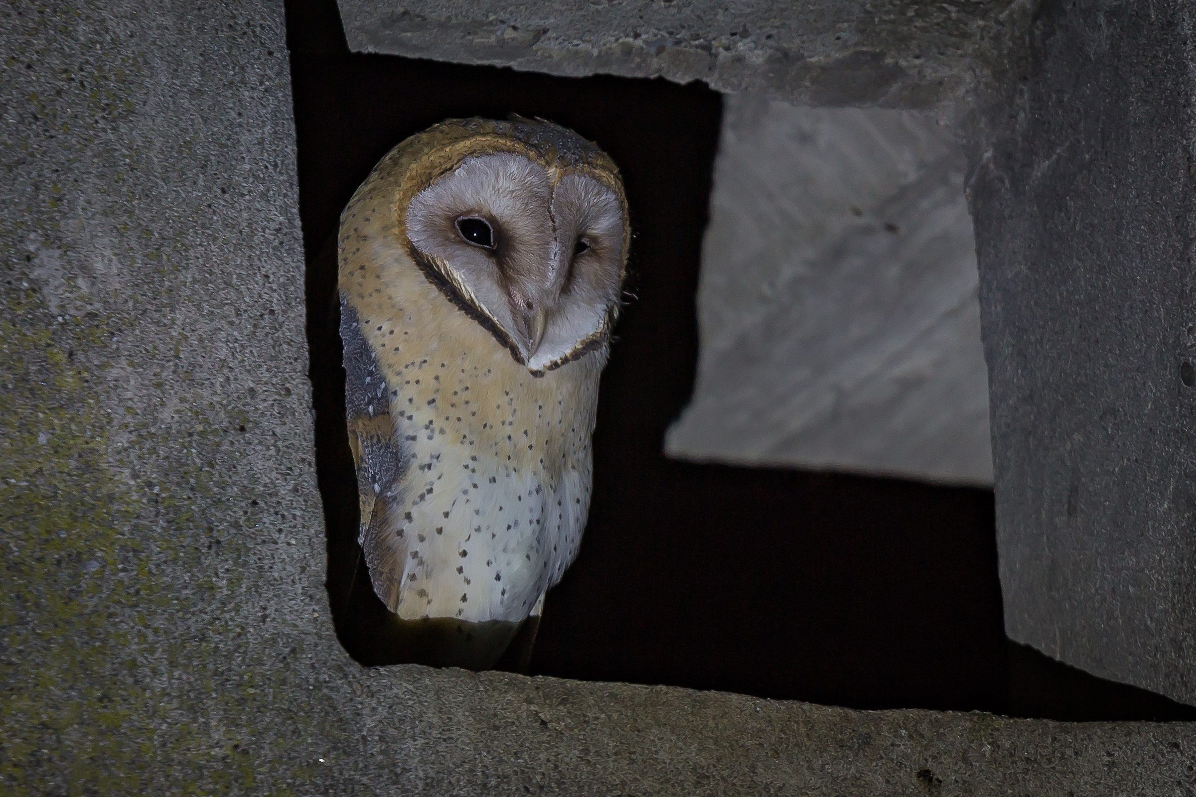 barn owl