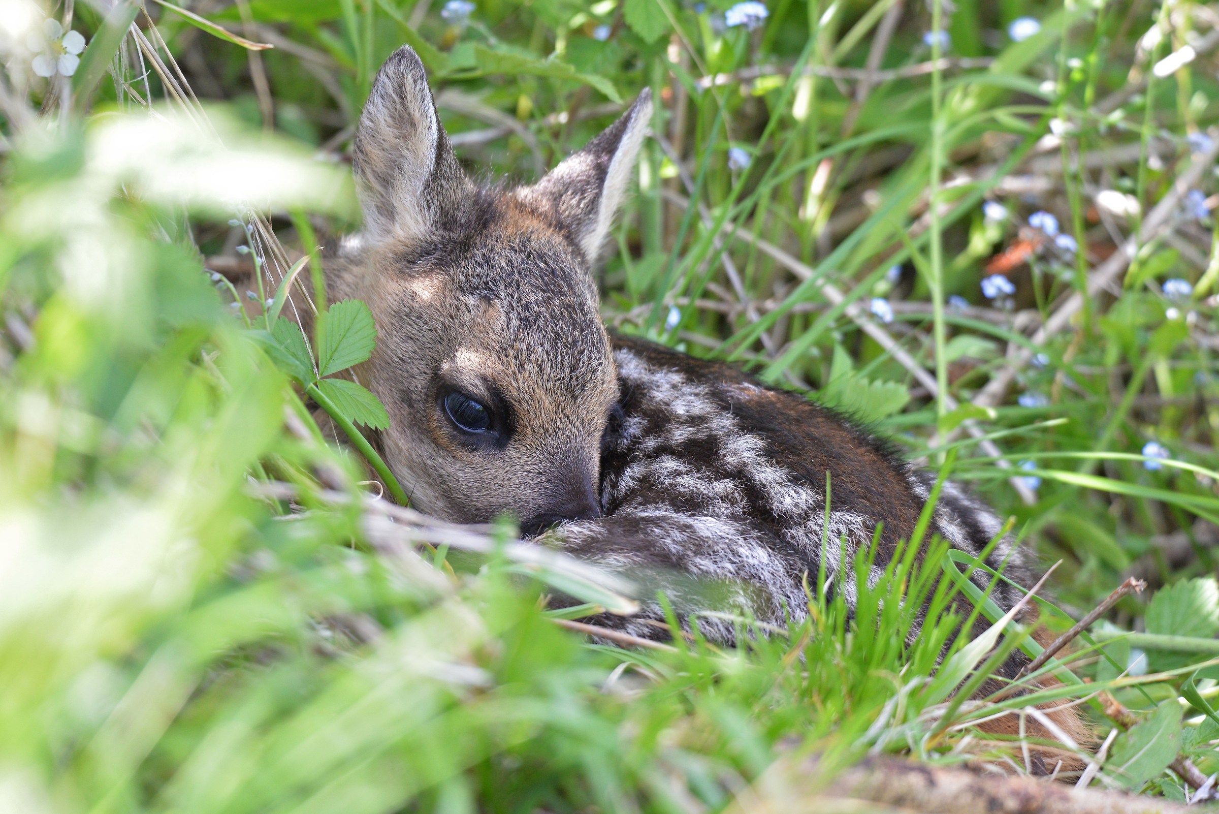 Amore, piccolo capriolo