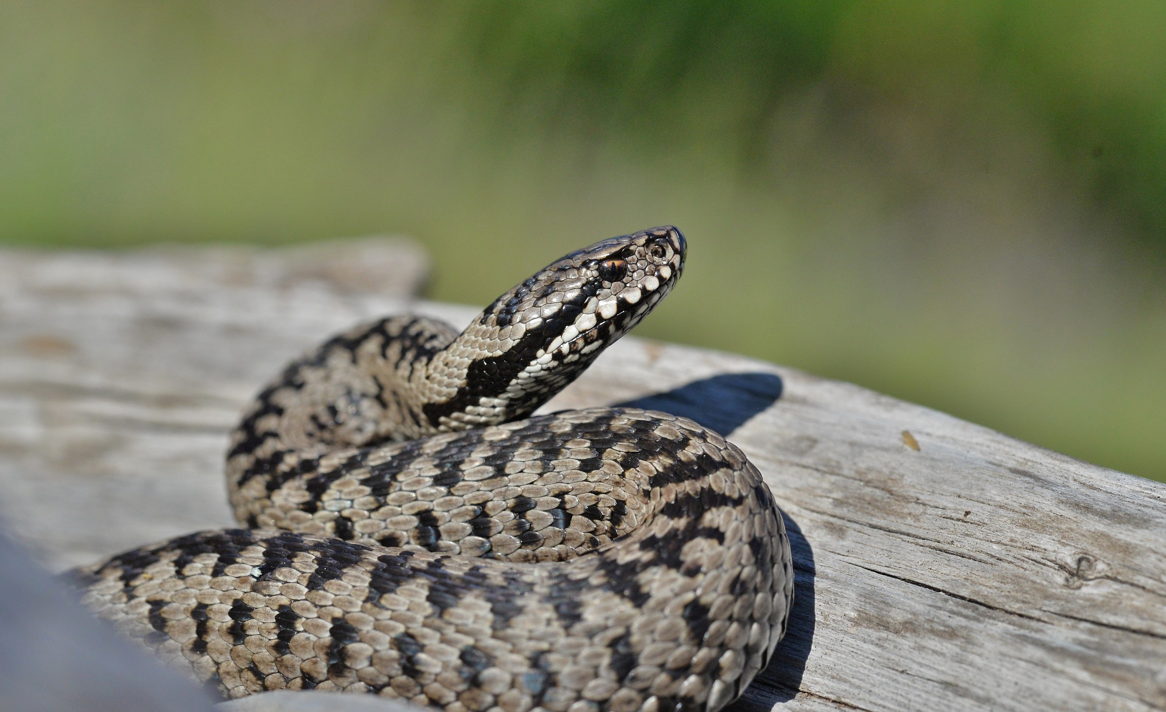 Marasso pronto all'attacco