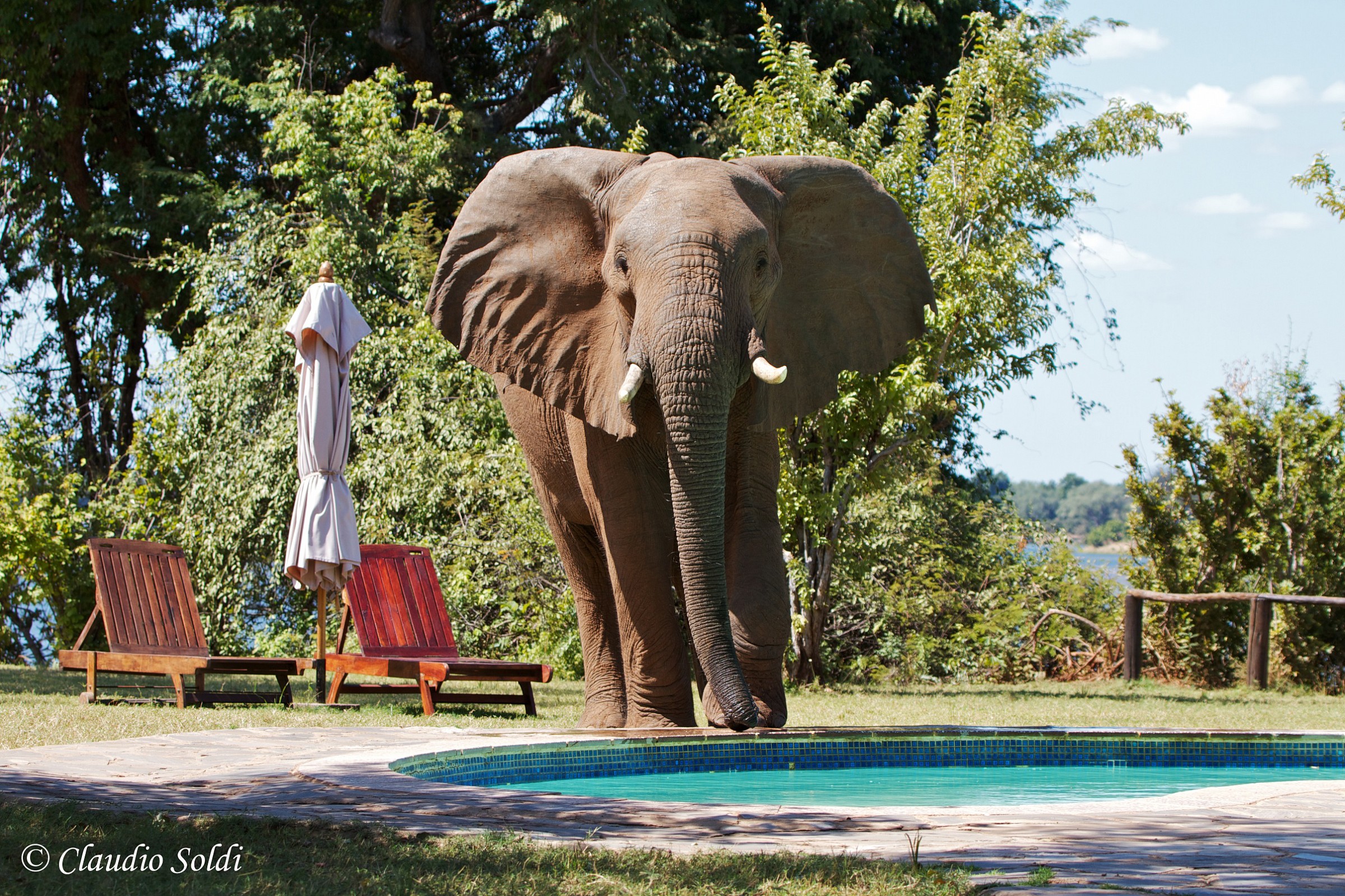 Un tuffetto in piscina non si nega a nessuno...
