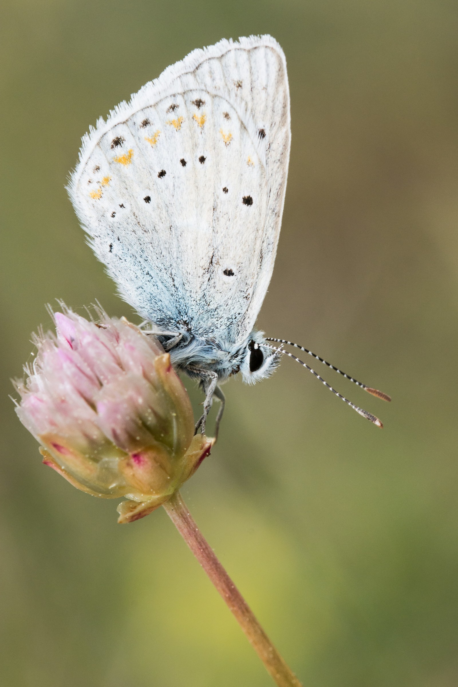 Albulina orbitulus a Riposo