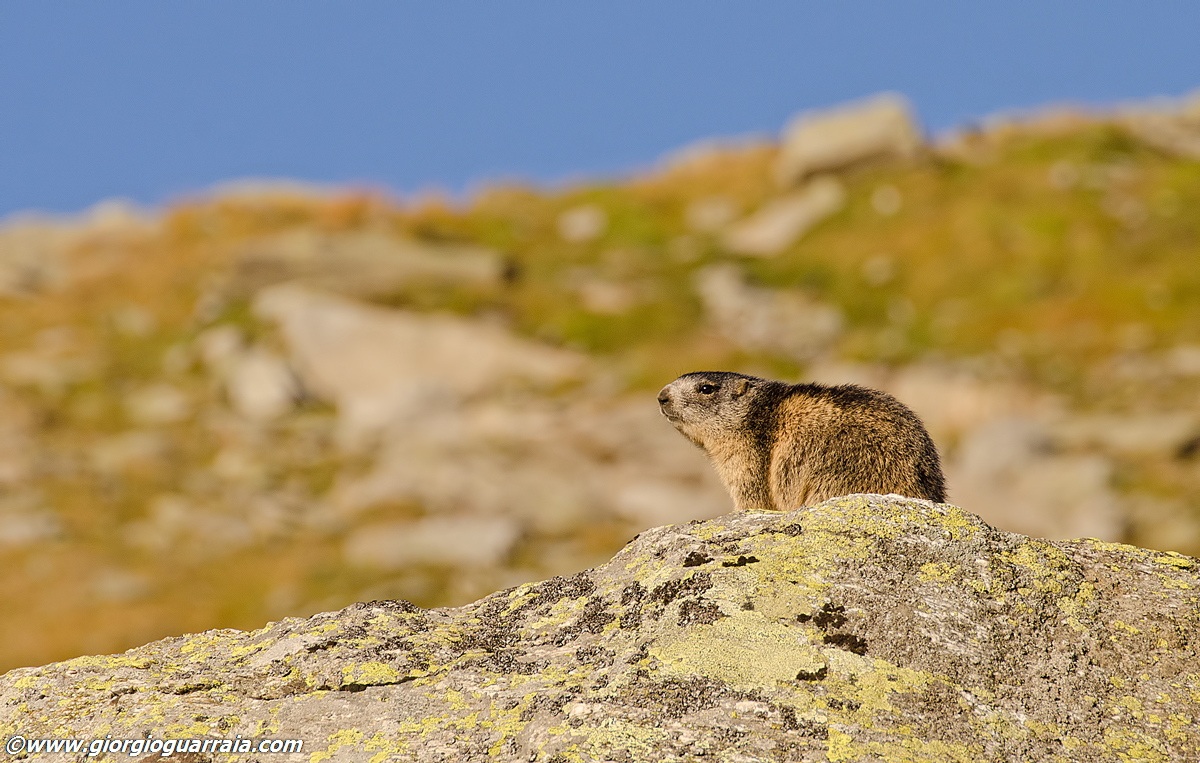 Marmotta