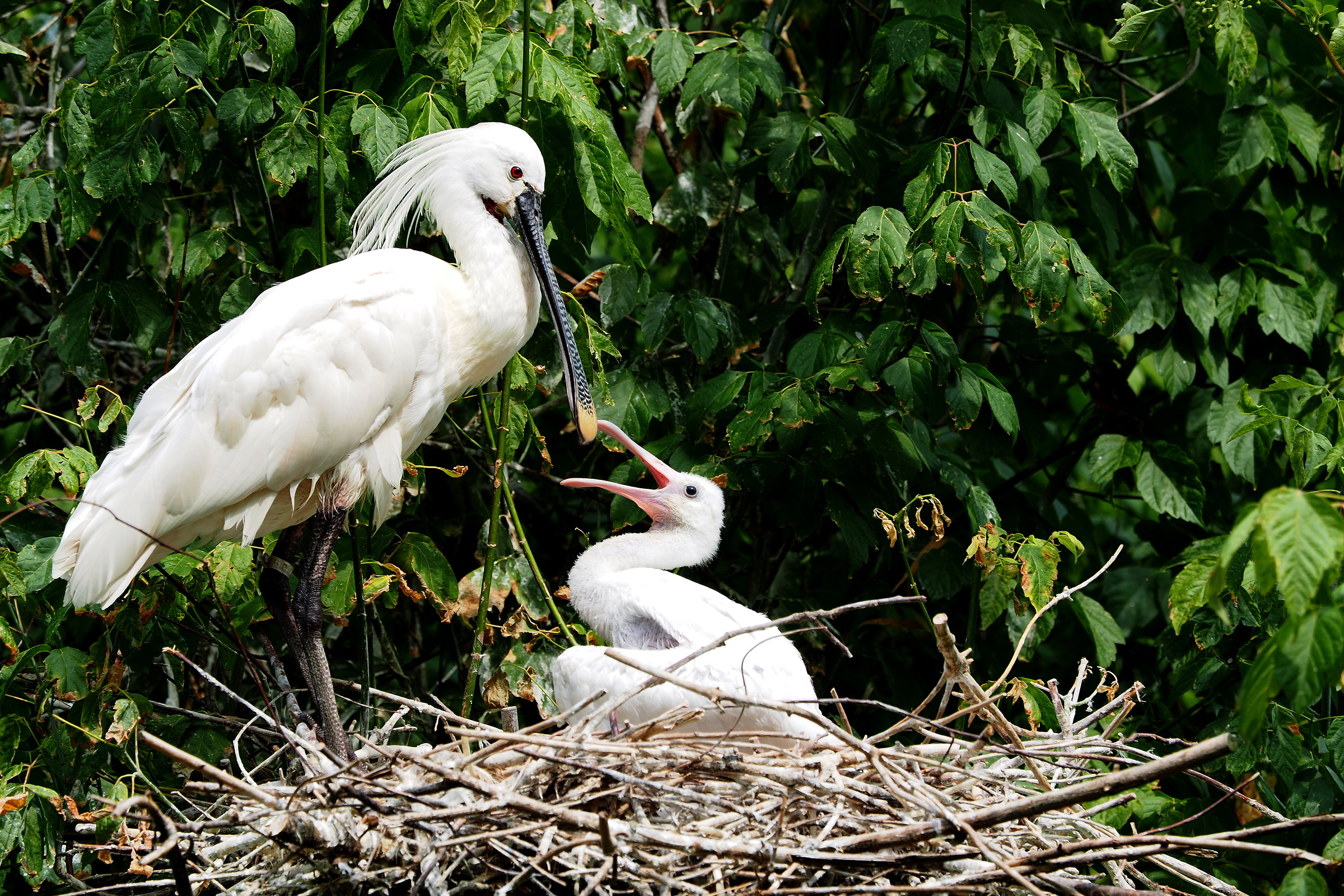 Mamma spatola e piccolo.