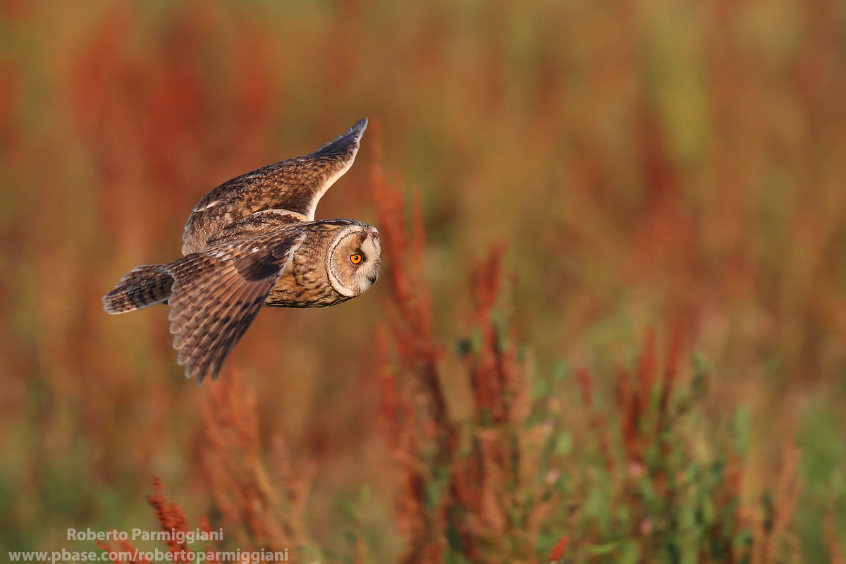 Hunting between the Romanes II