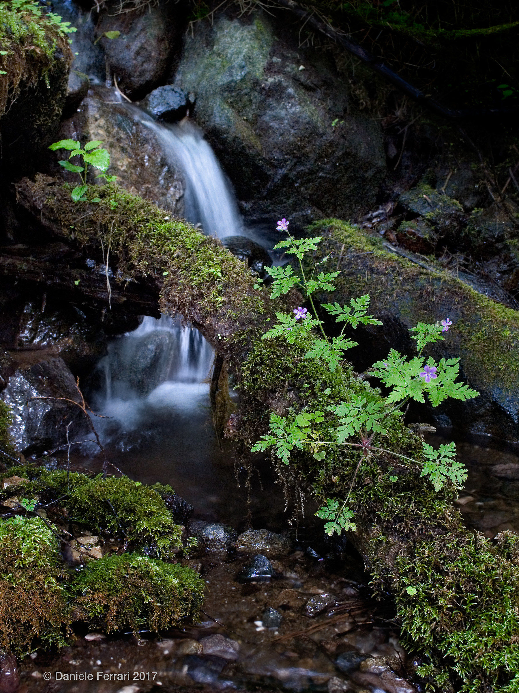 Gerani on the balcony