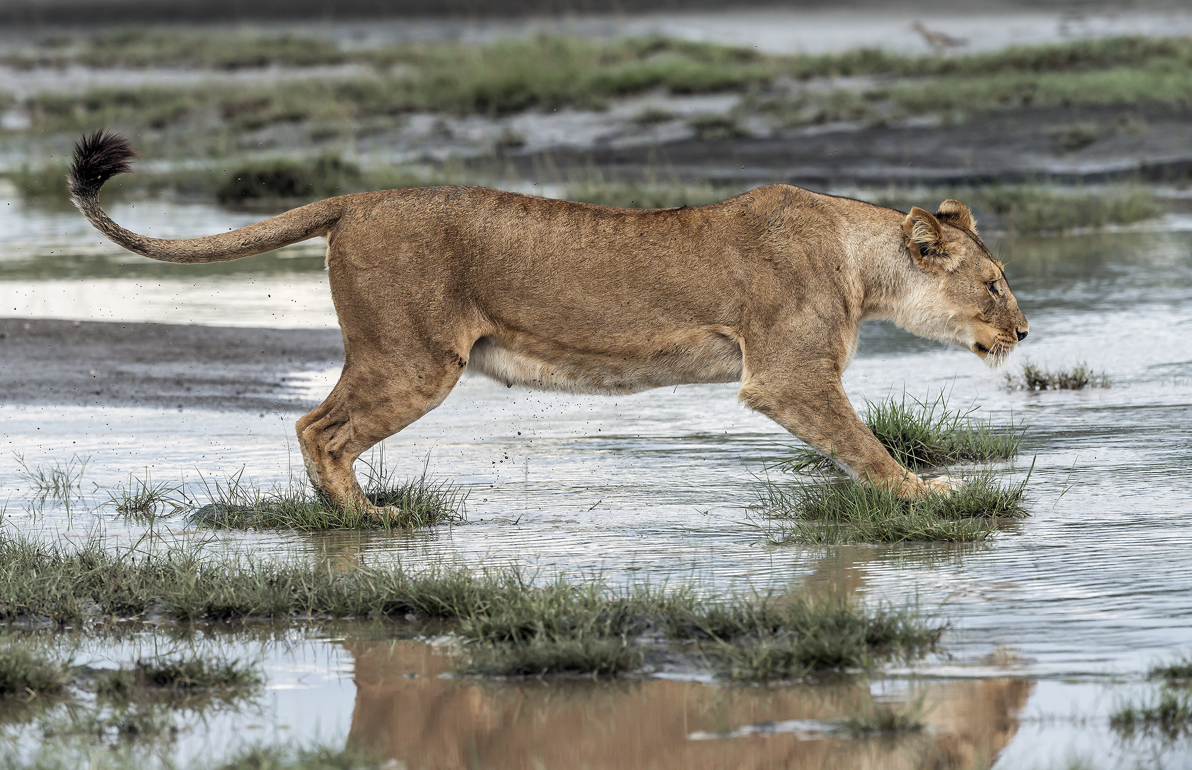 Tanzania 2017 - In the swamp of Ndutu