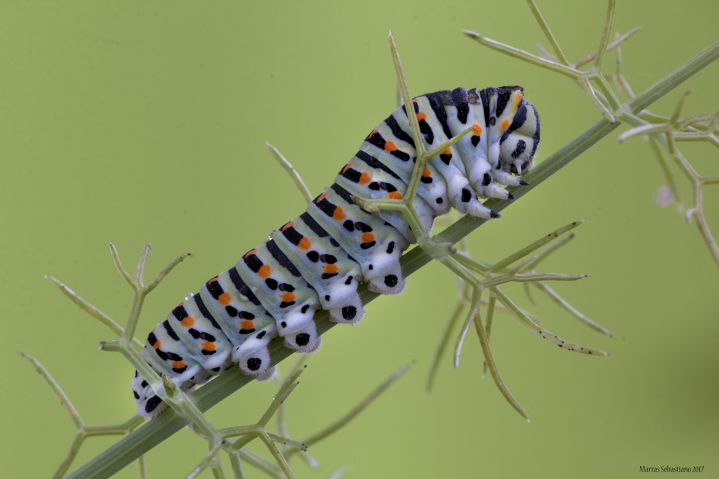 Papilio machaon