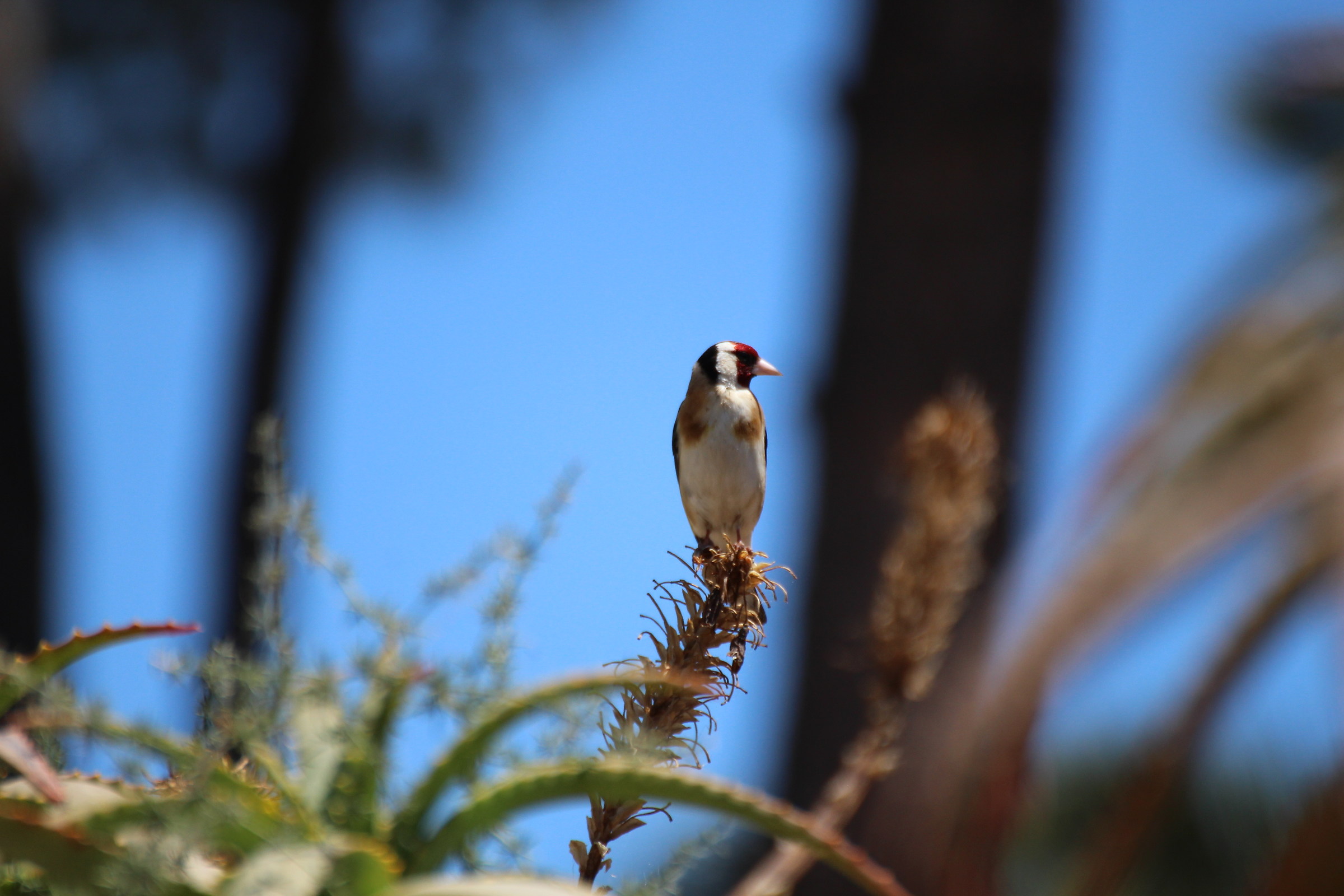 goldfinch