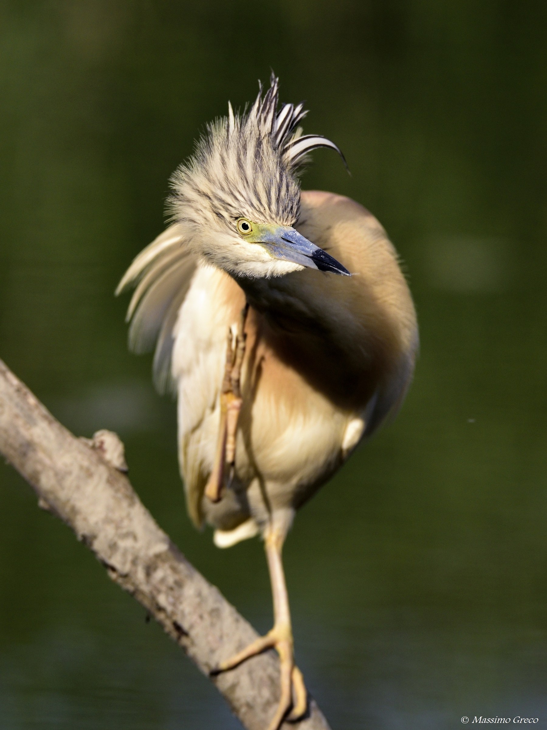 Sgarza ciuffetto (Ardeola ralloides)