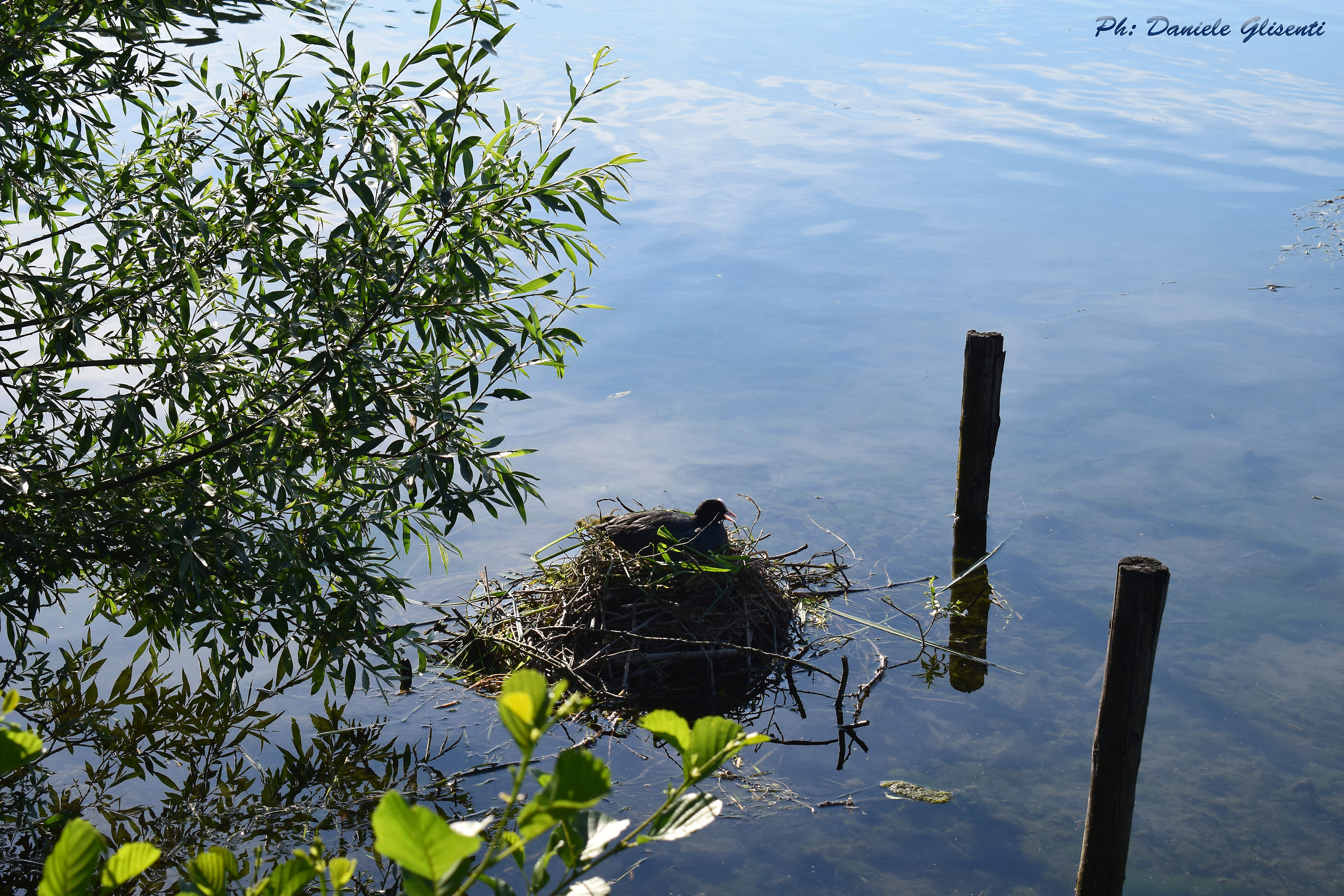 Vulnerable female eating eggs