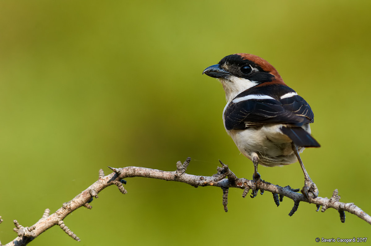 With sunset in the eyes