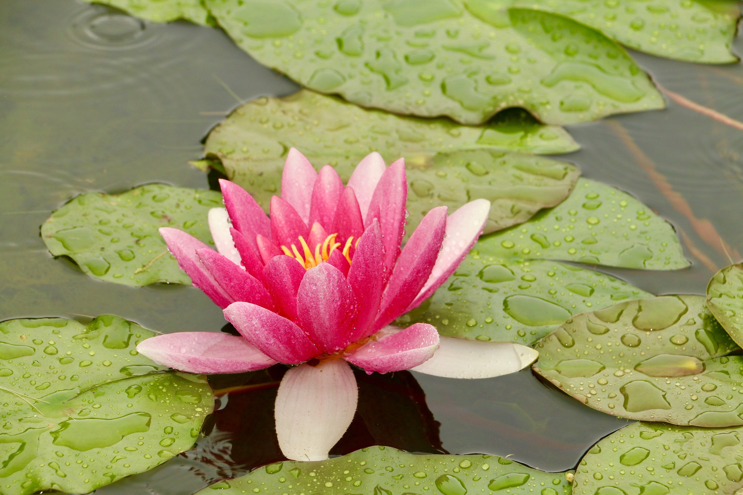 Ninfea. Verbania, Villa Taranto.