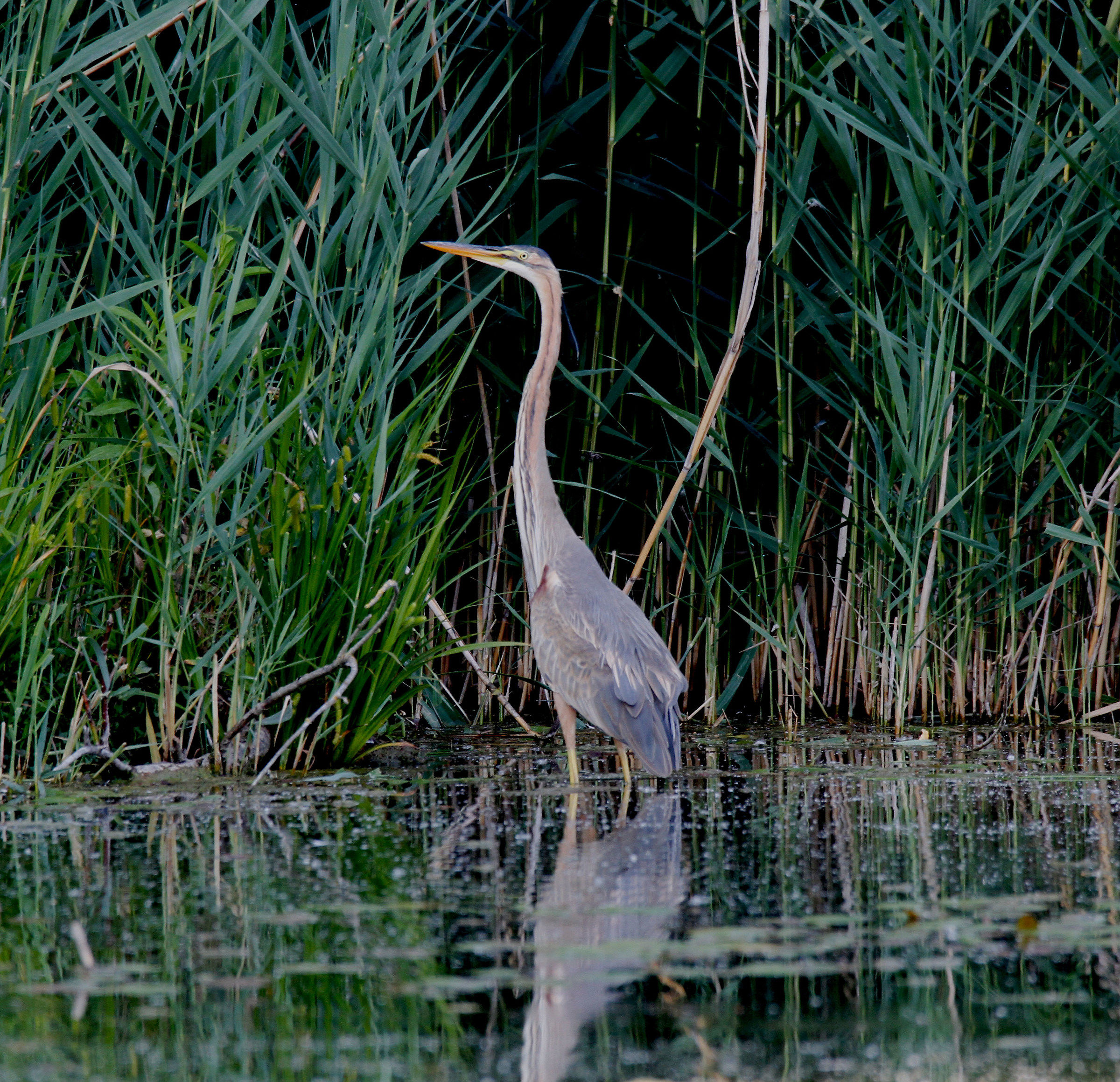 Red heron