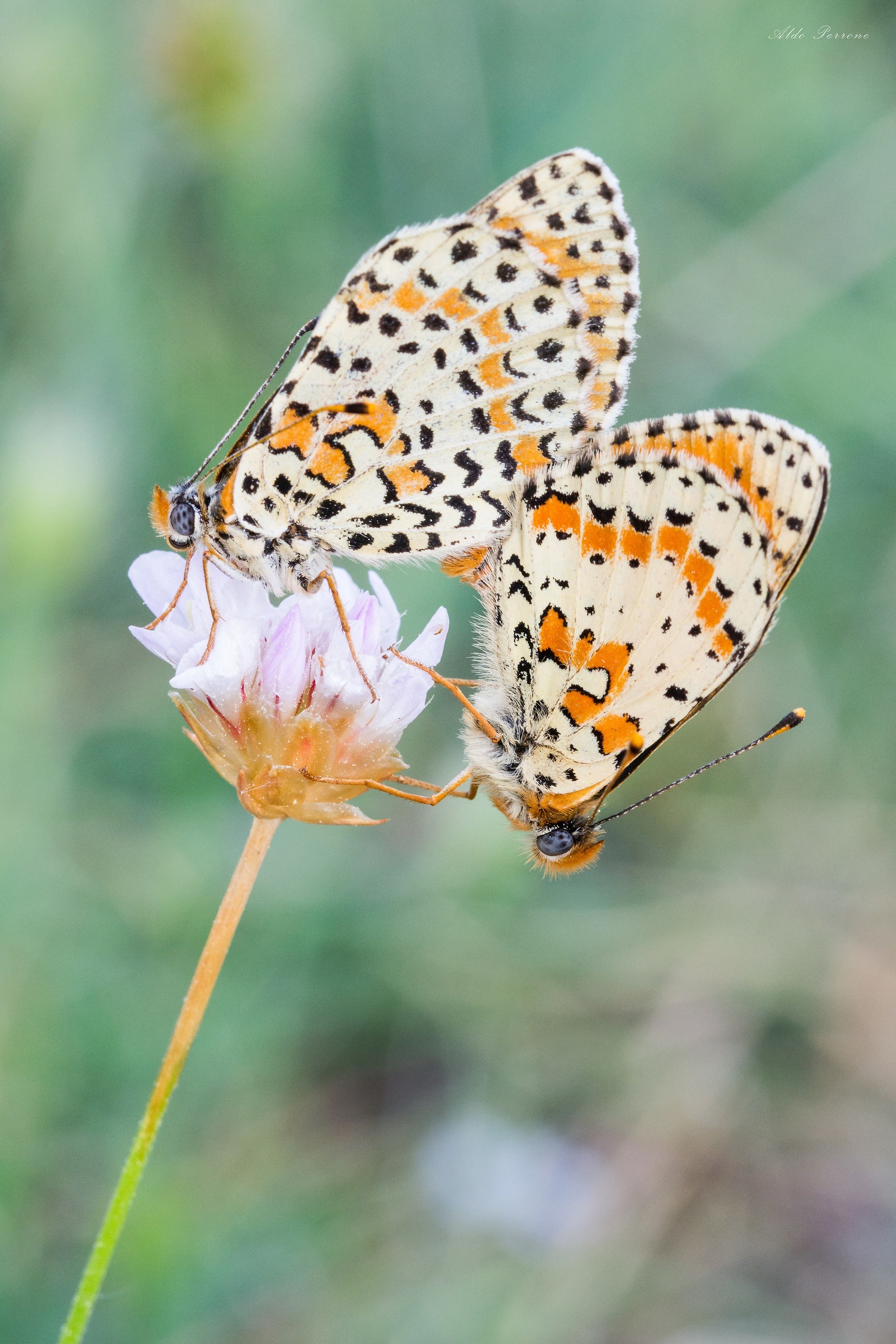 Melitaea didyma  - L'accoppiamento