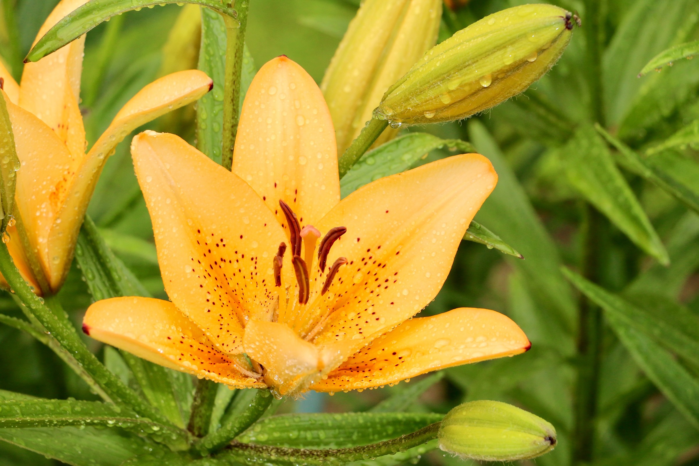 Lilium. Verbania. Villa Taranto.