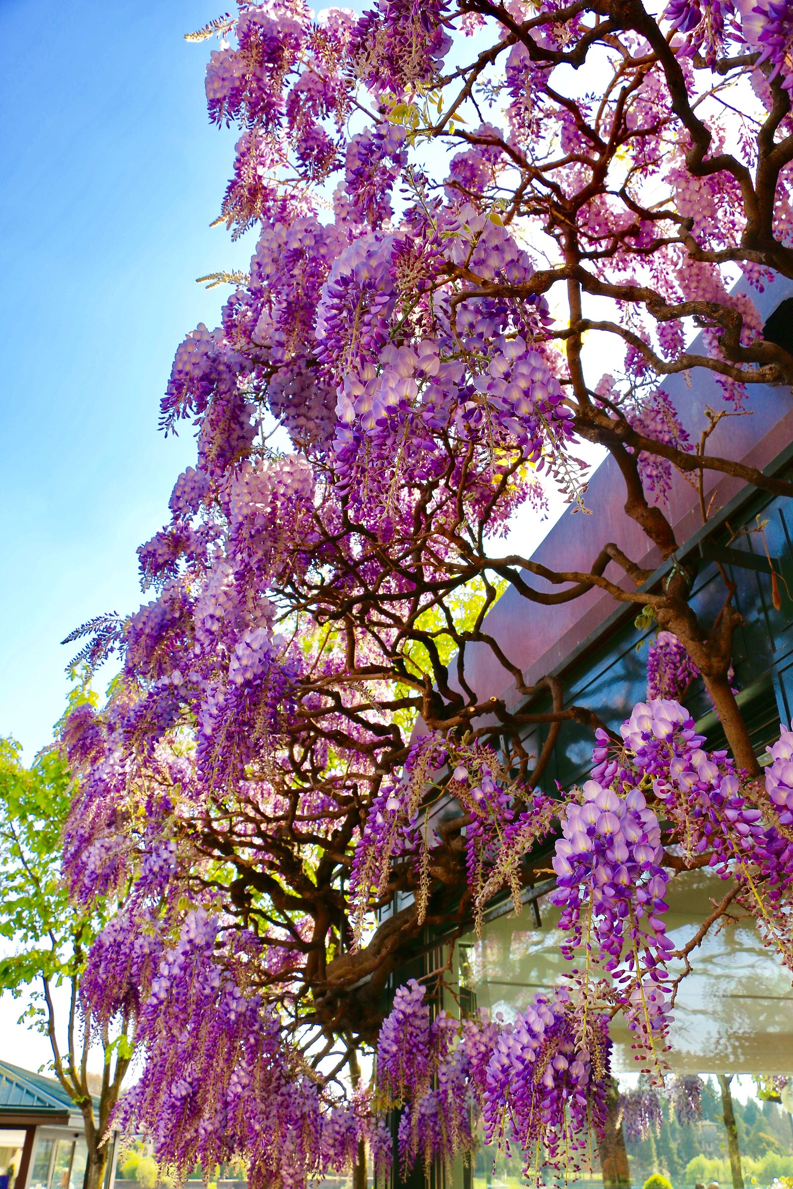Wisteria, not mine but my neighbor?