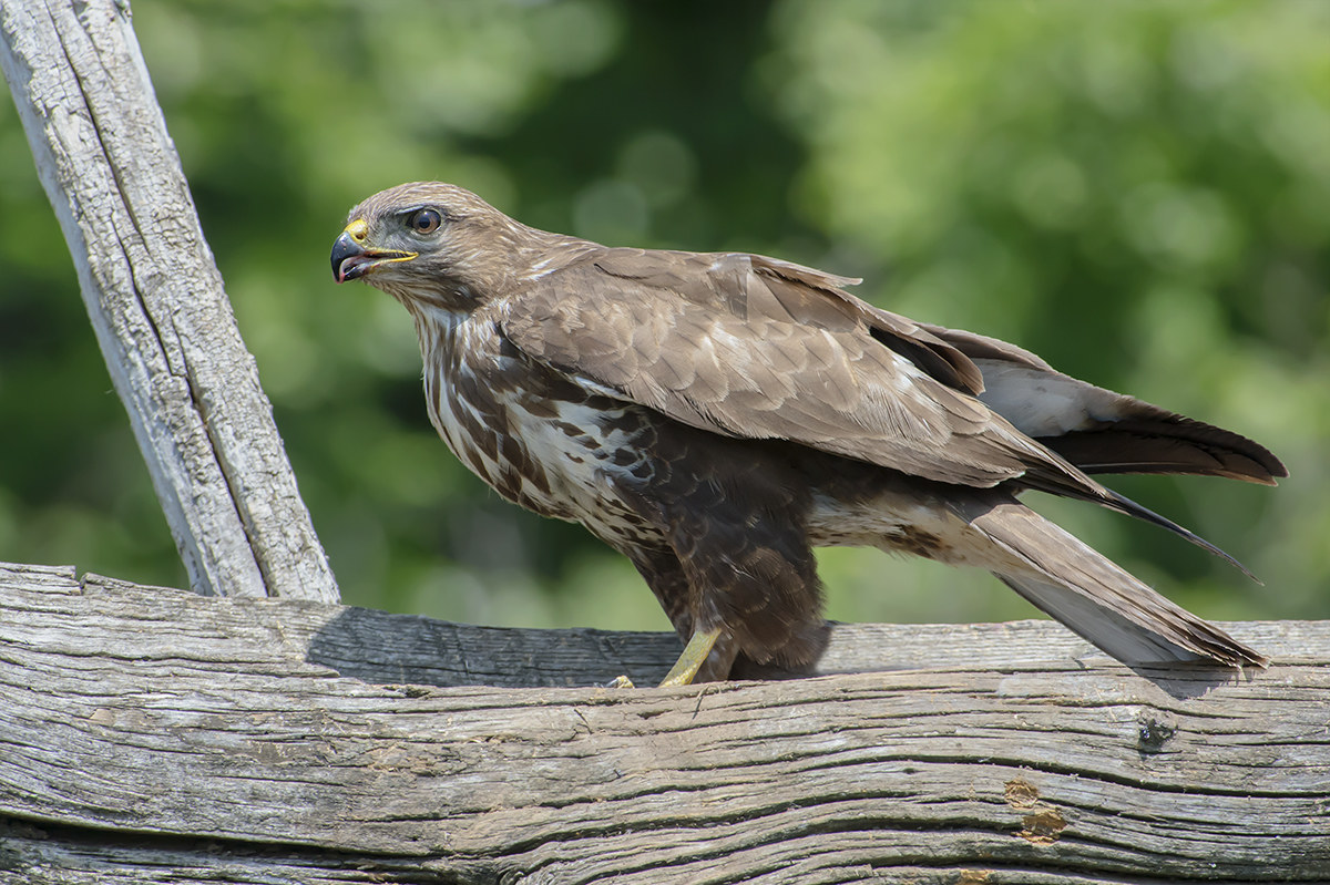 lo spettacolo di questo meraviglioso rapace