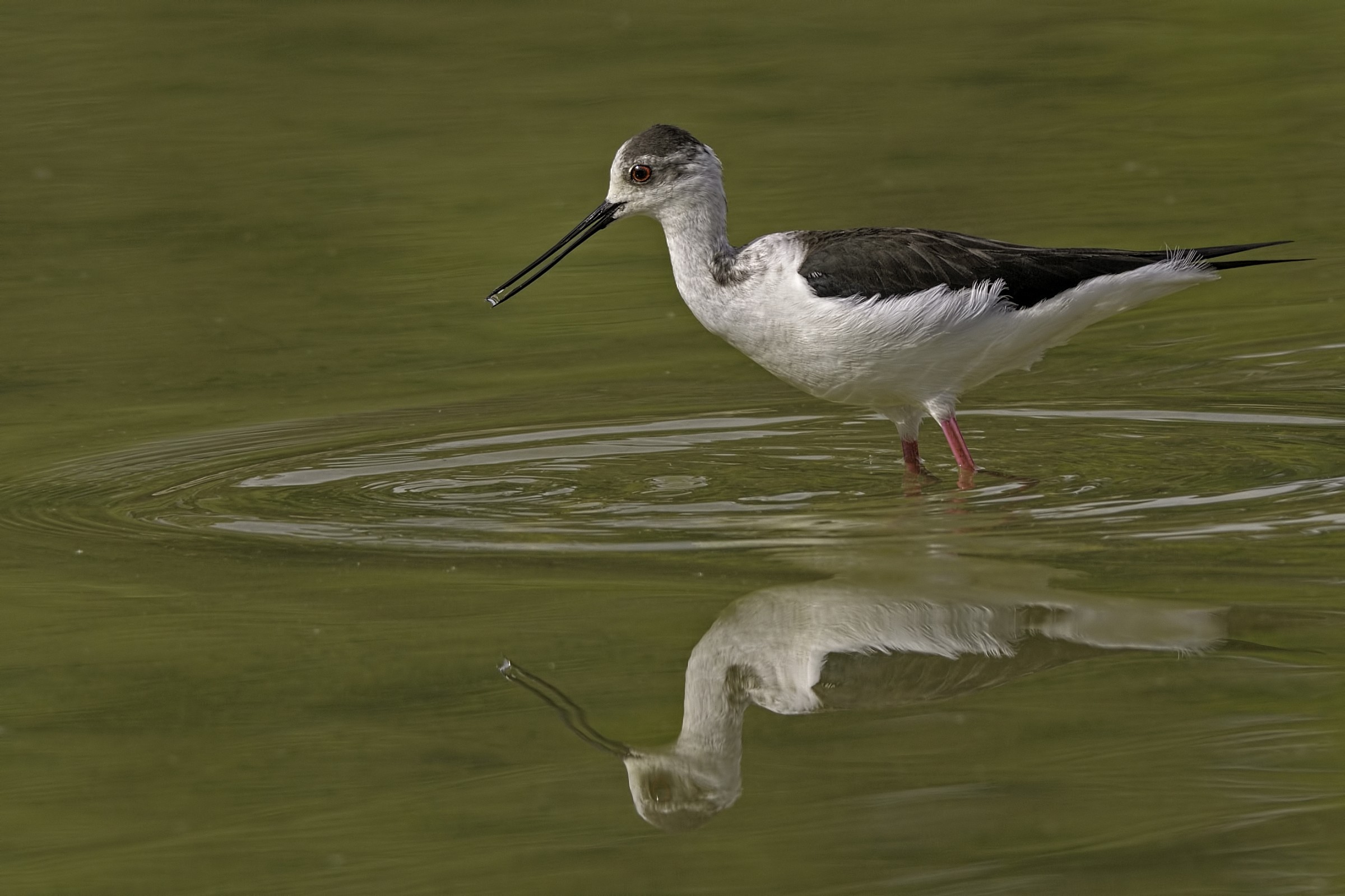 Knight of Italy (Himantopus himantopus)