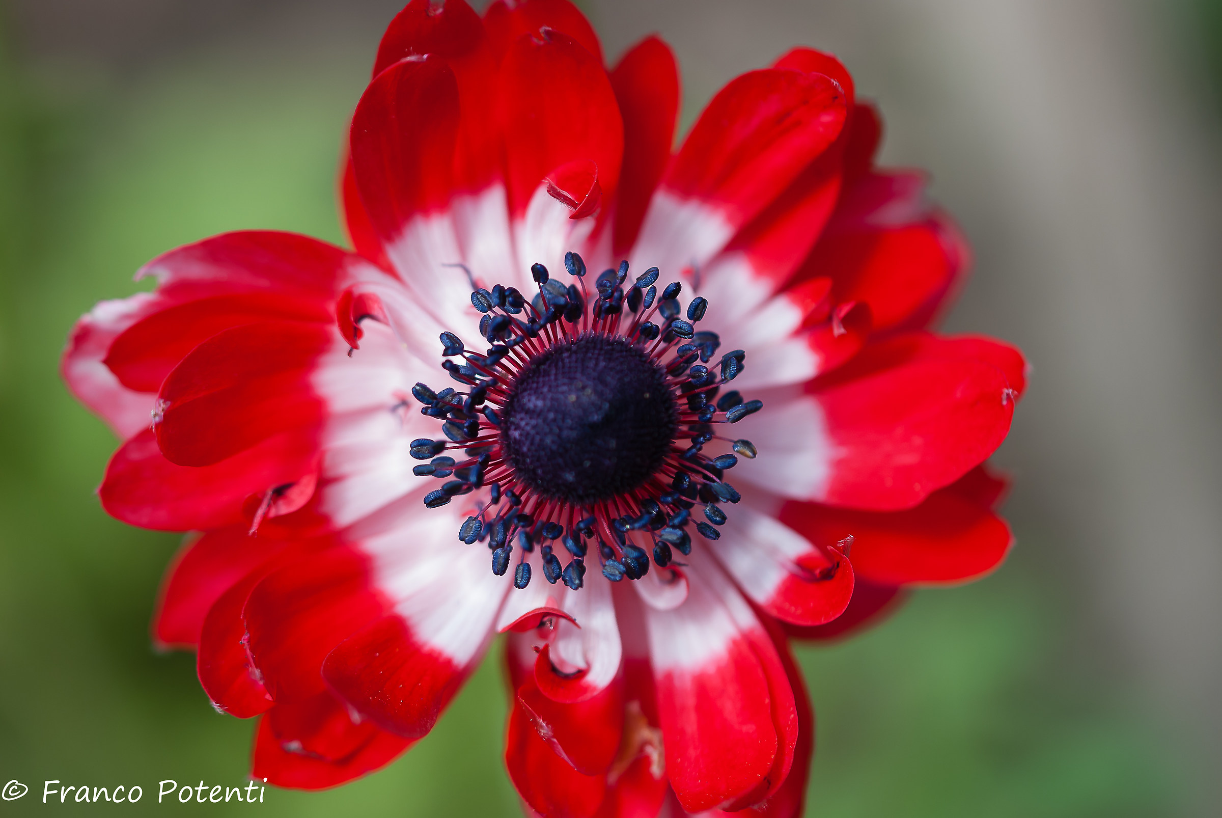 Anemone