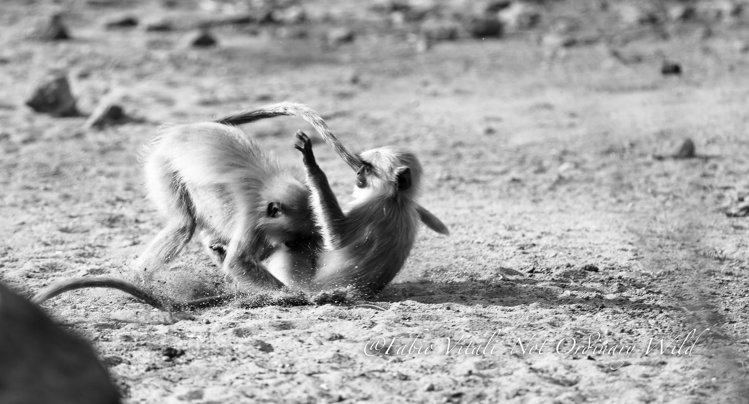 Playful monkeys