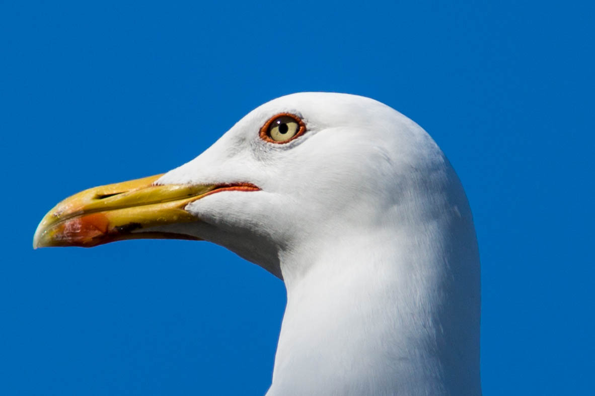 Seagull
