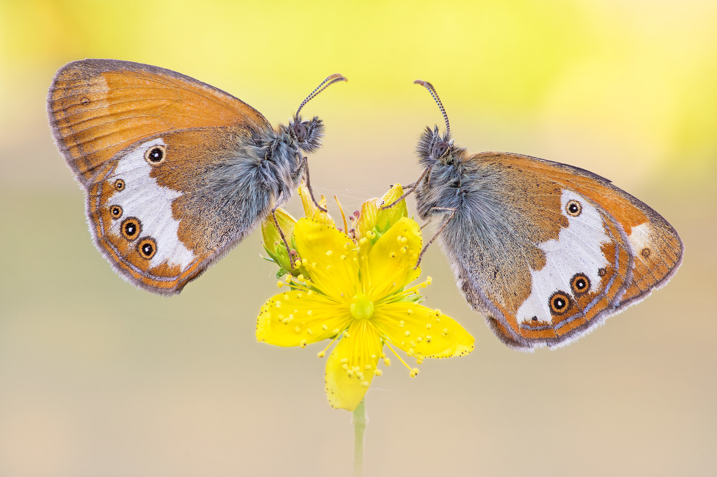 Couple of Coenonympha arcania