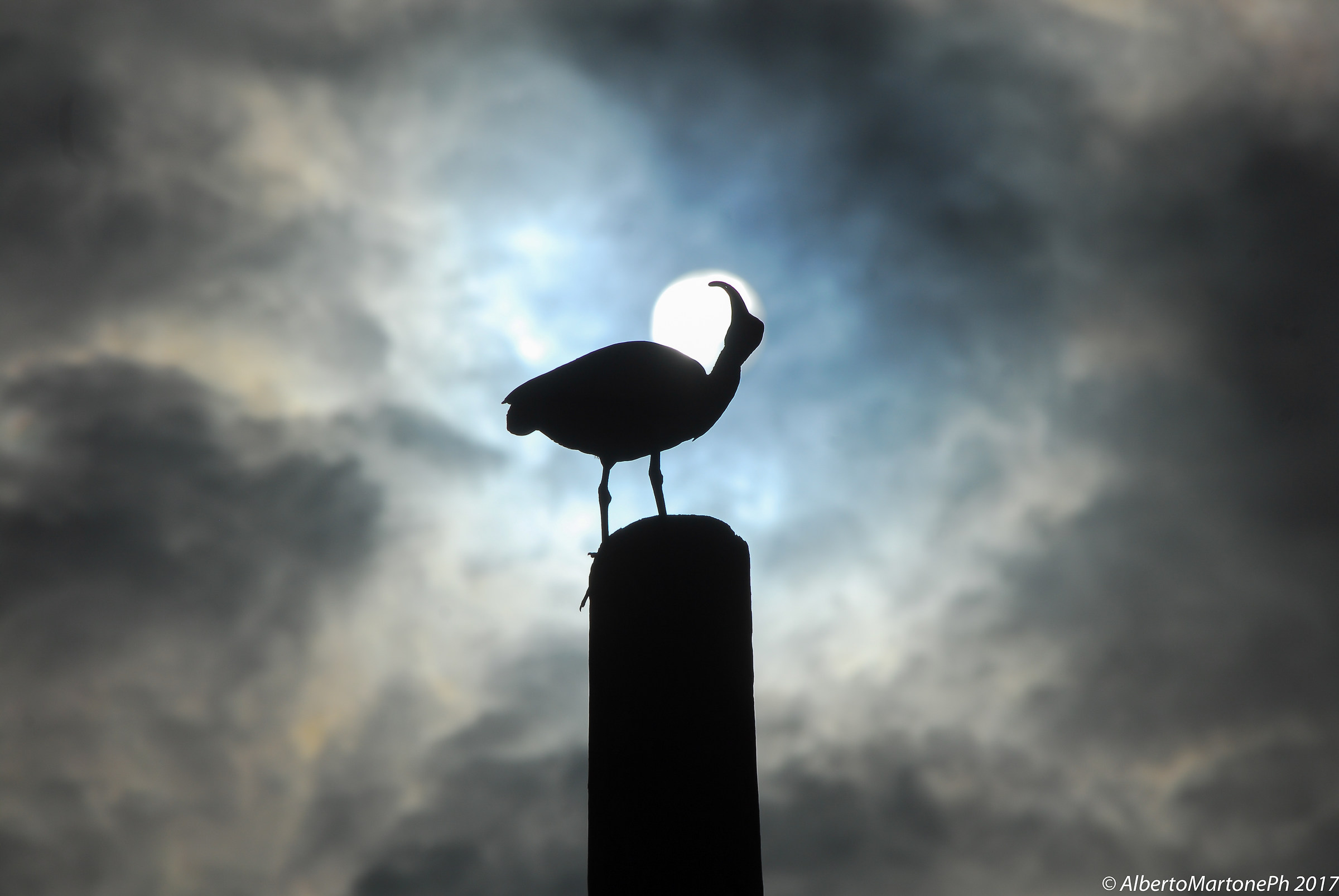 Ibis dopo il temporale