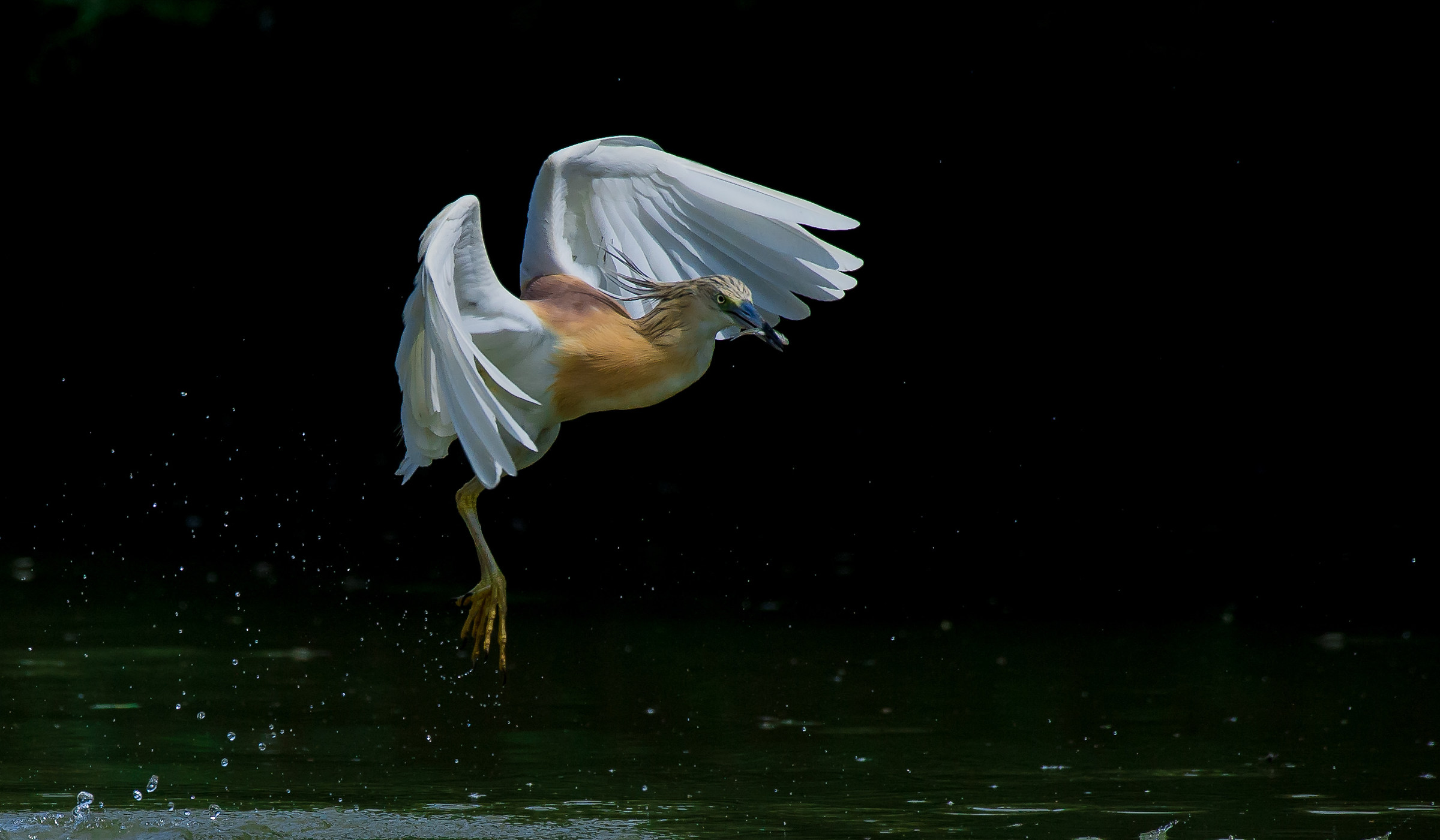 Ragged crap with prey