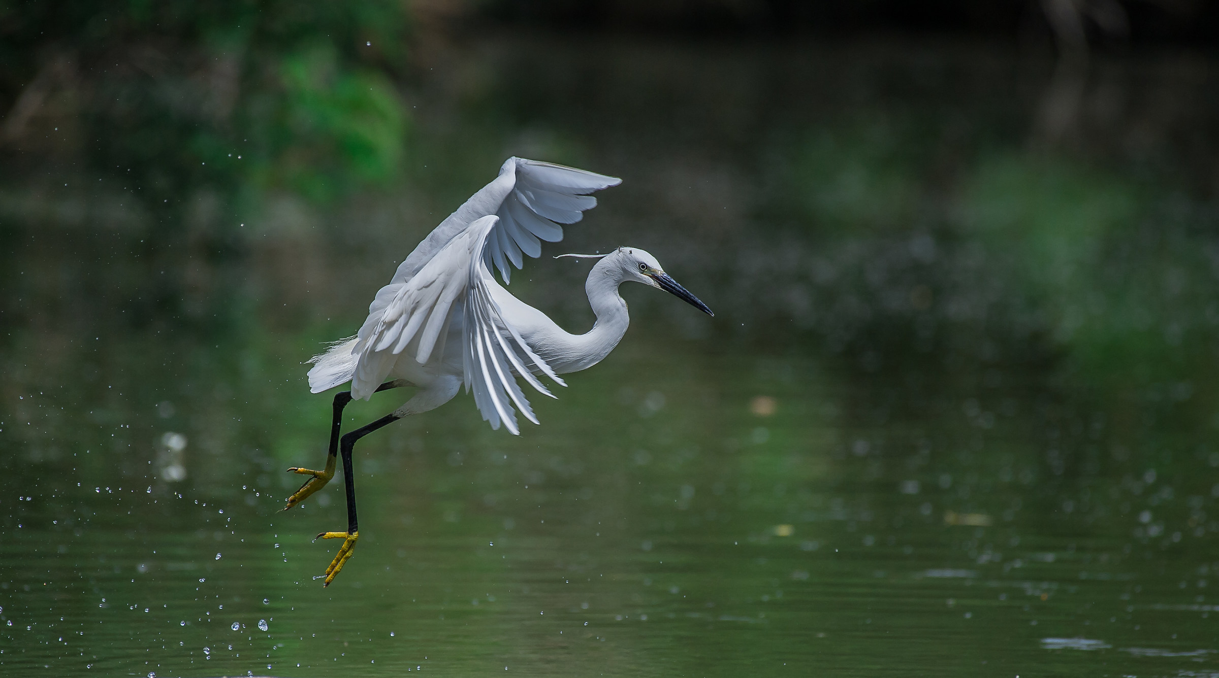 egret