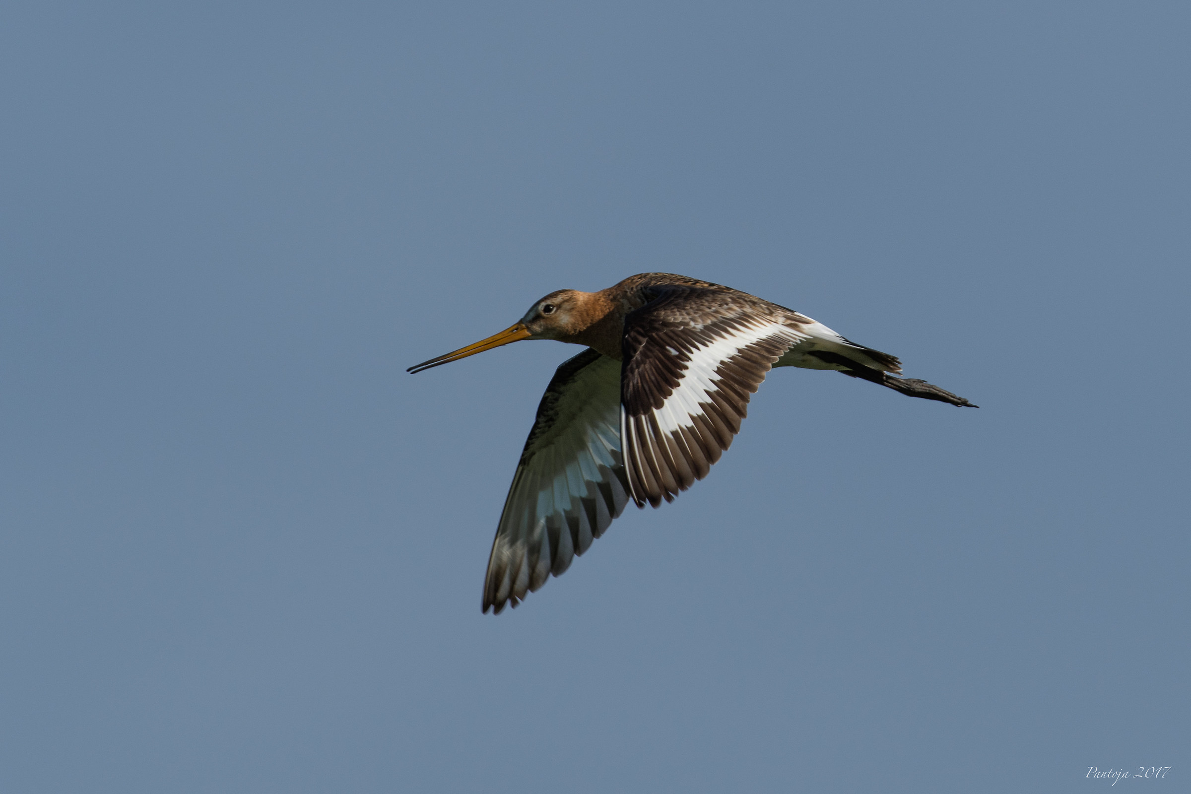 Black-Tamed godwit