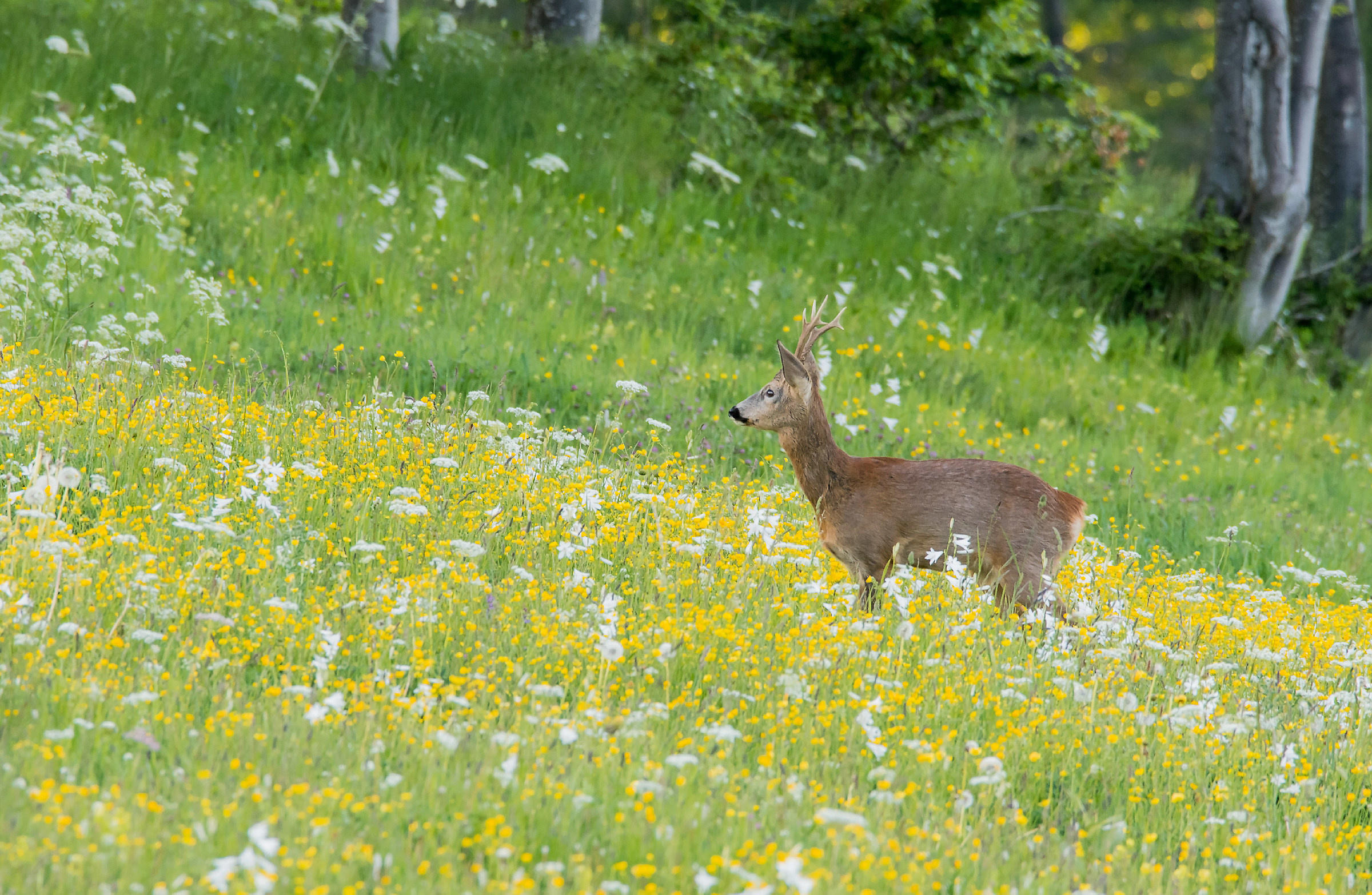 All'erta nel pascolo in fiore